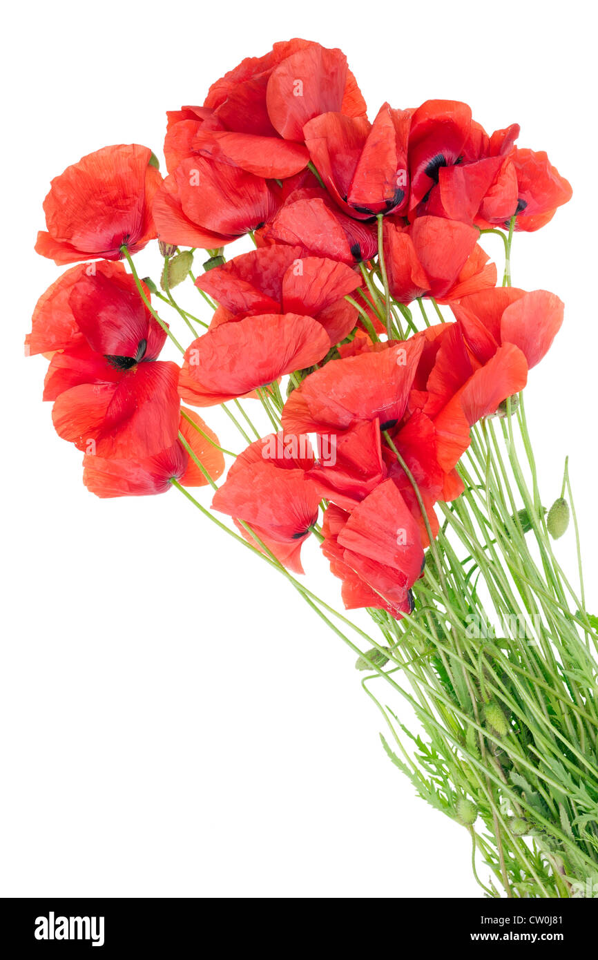 Simple floral bouquet of wilting red wild field poppies flowers