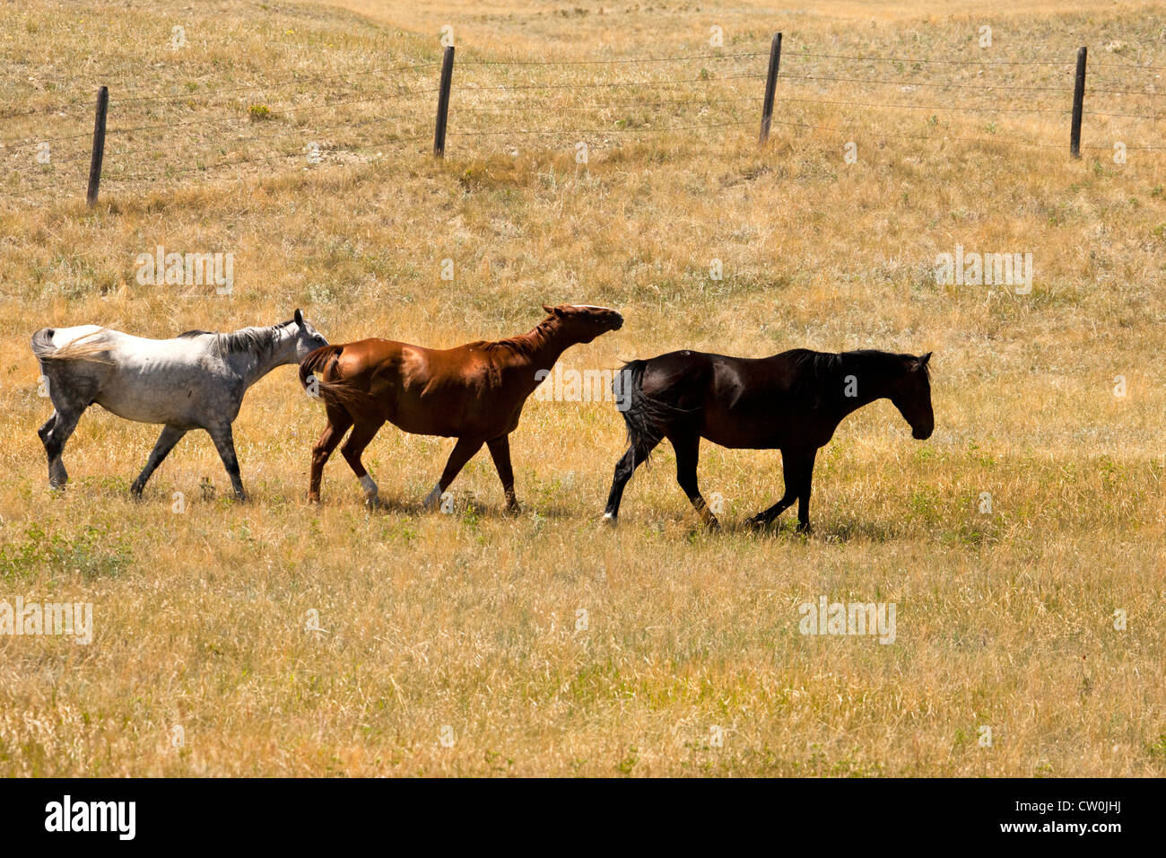 Montana wild horses Stock Photo Alamy