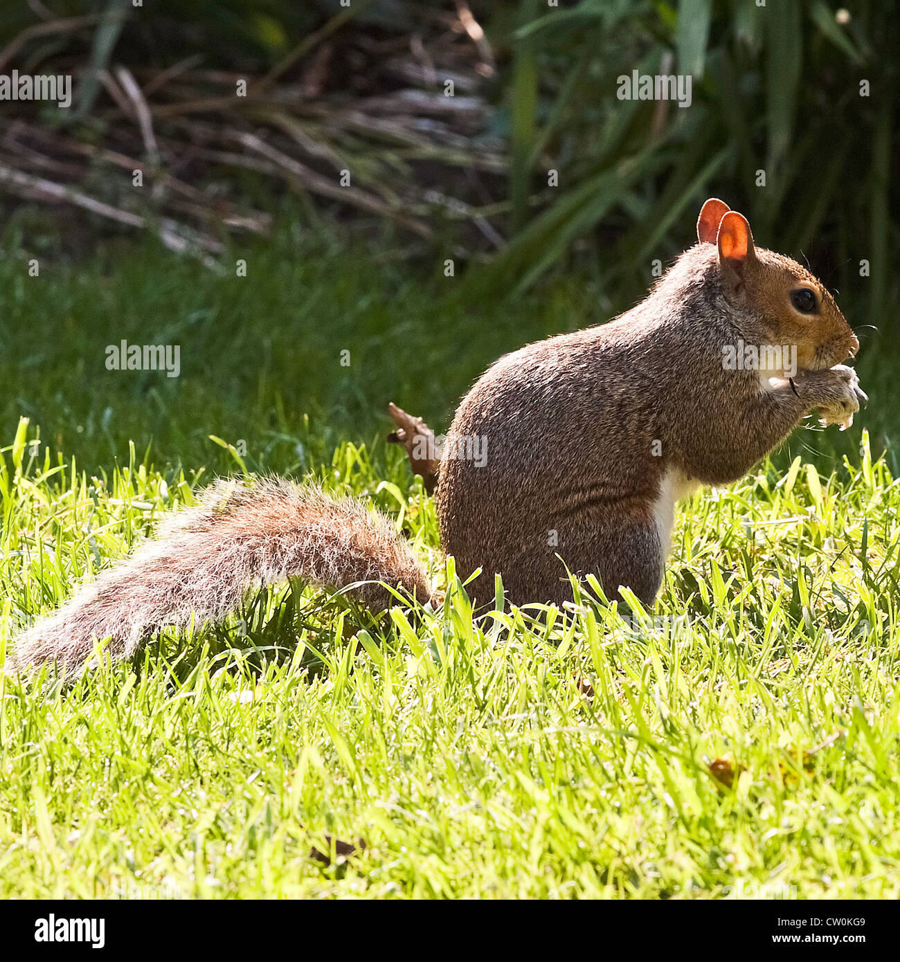 Bushy Tailed Grey Squirrel Eating Seed in a Cheshire Garden England United Kingdom UK Stock