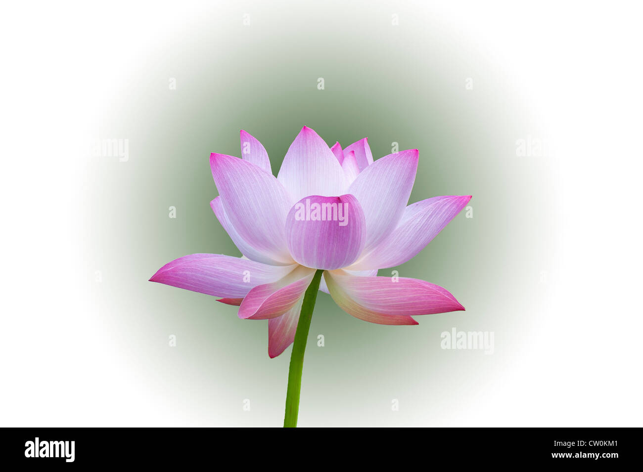 A beautiful lotus on the white and green background Stock Photo