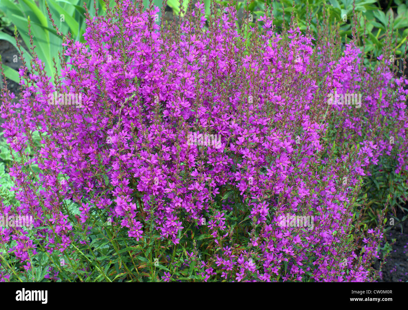 Purple loosestrife  blossom Lythrum virgatum Stock Photo