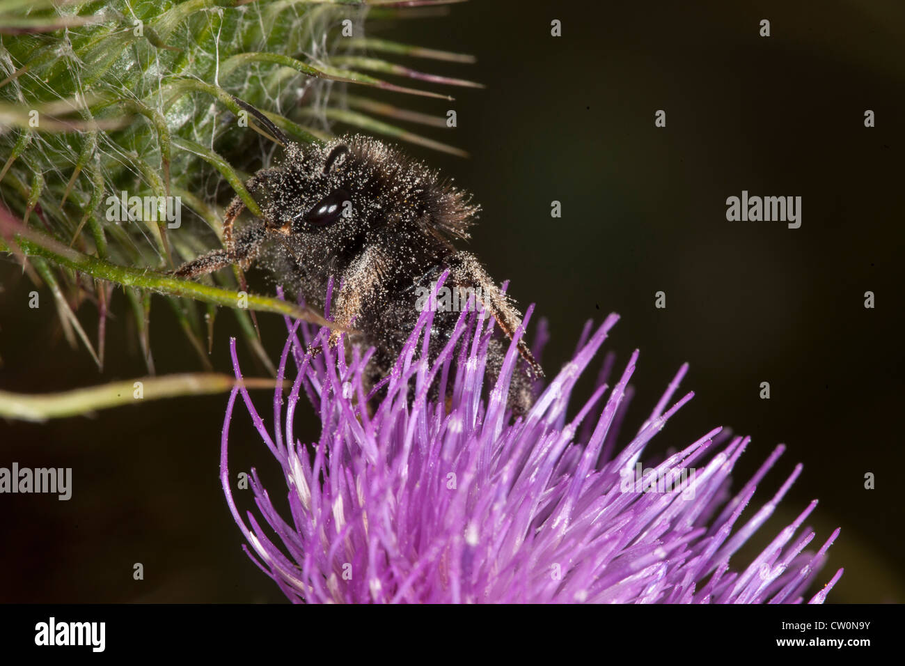 Bee covered in pollen Stock Photo - Alamy