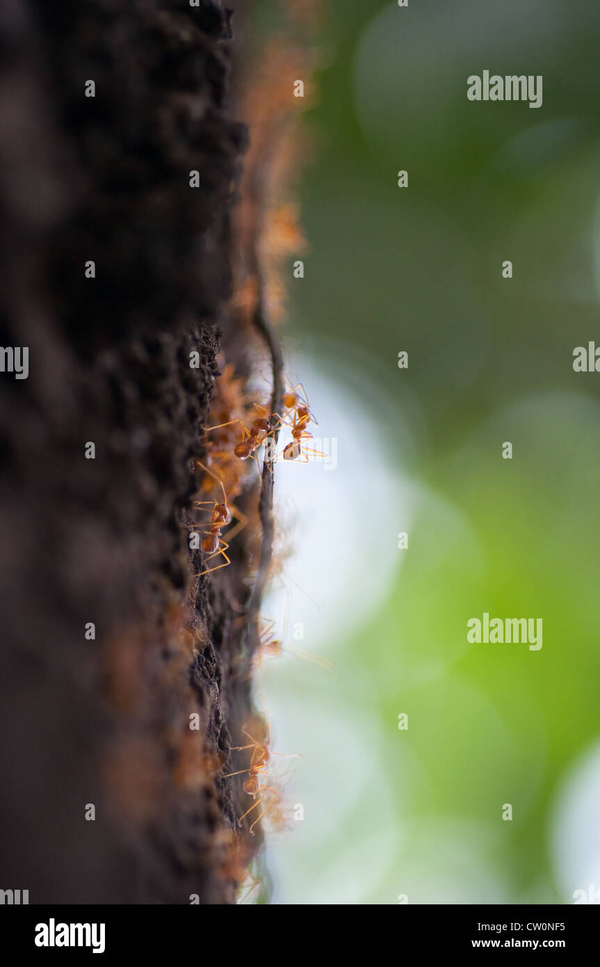 red ants on the tree Stock Photo - Alamy