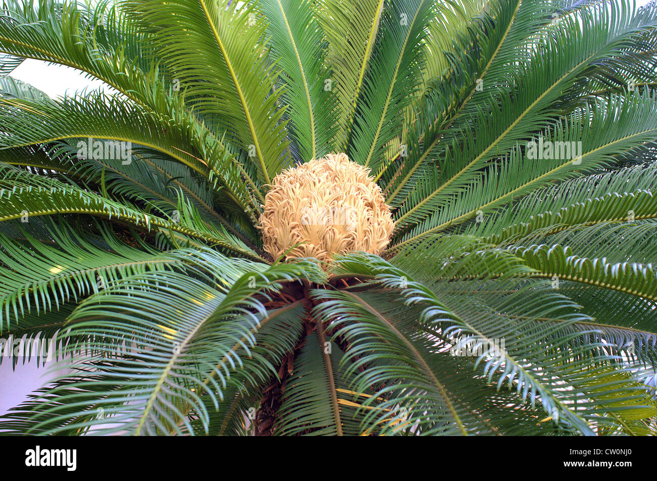 Sago Palm with blossom Cycas revoluta Stock Photo