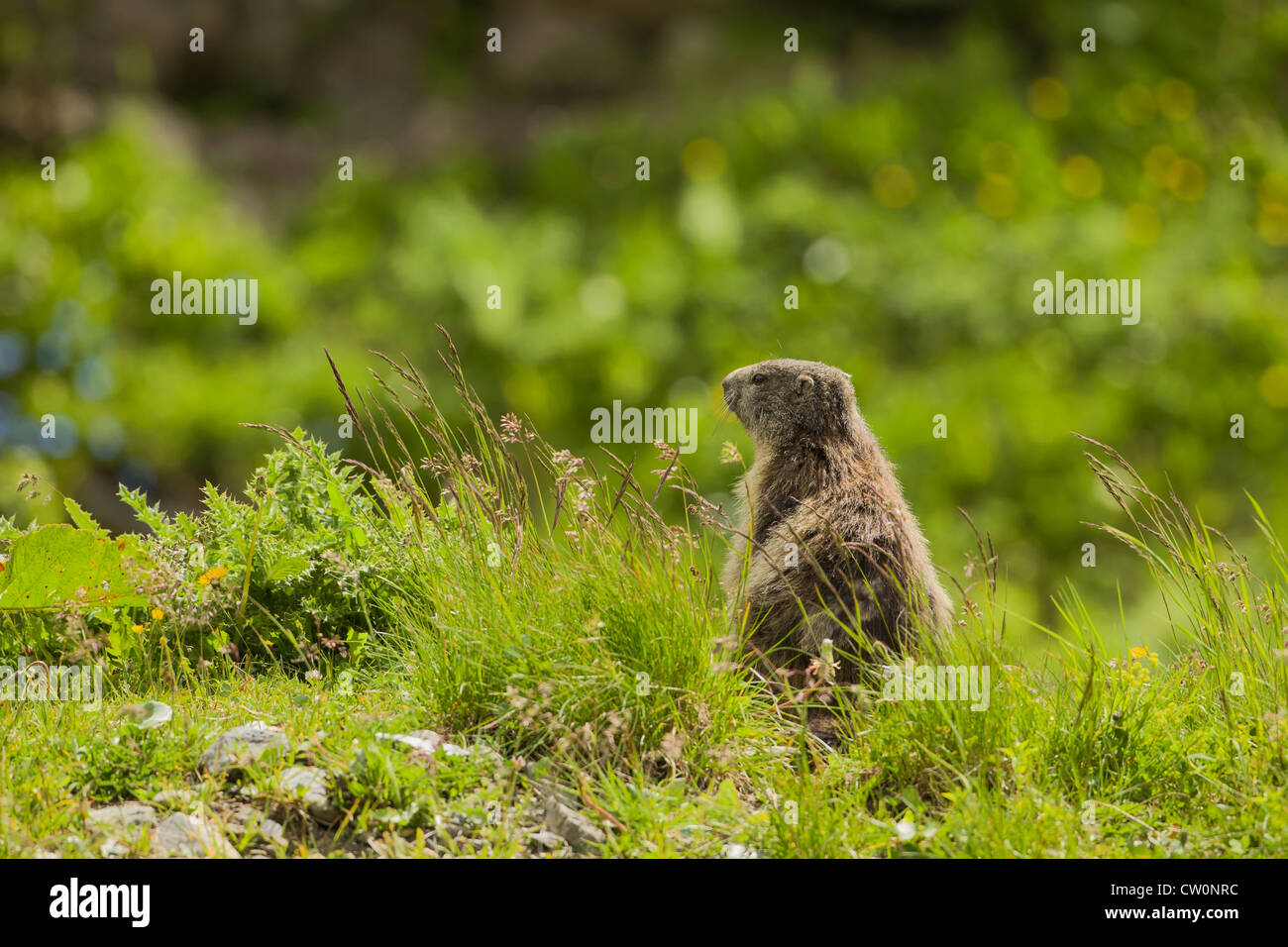 Alpine Marmot (Marmota marmota) - France Stock Photo