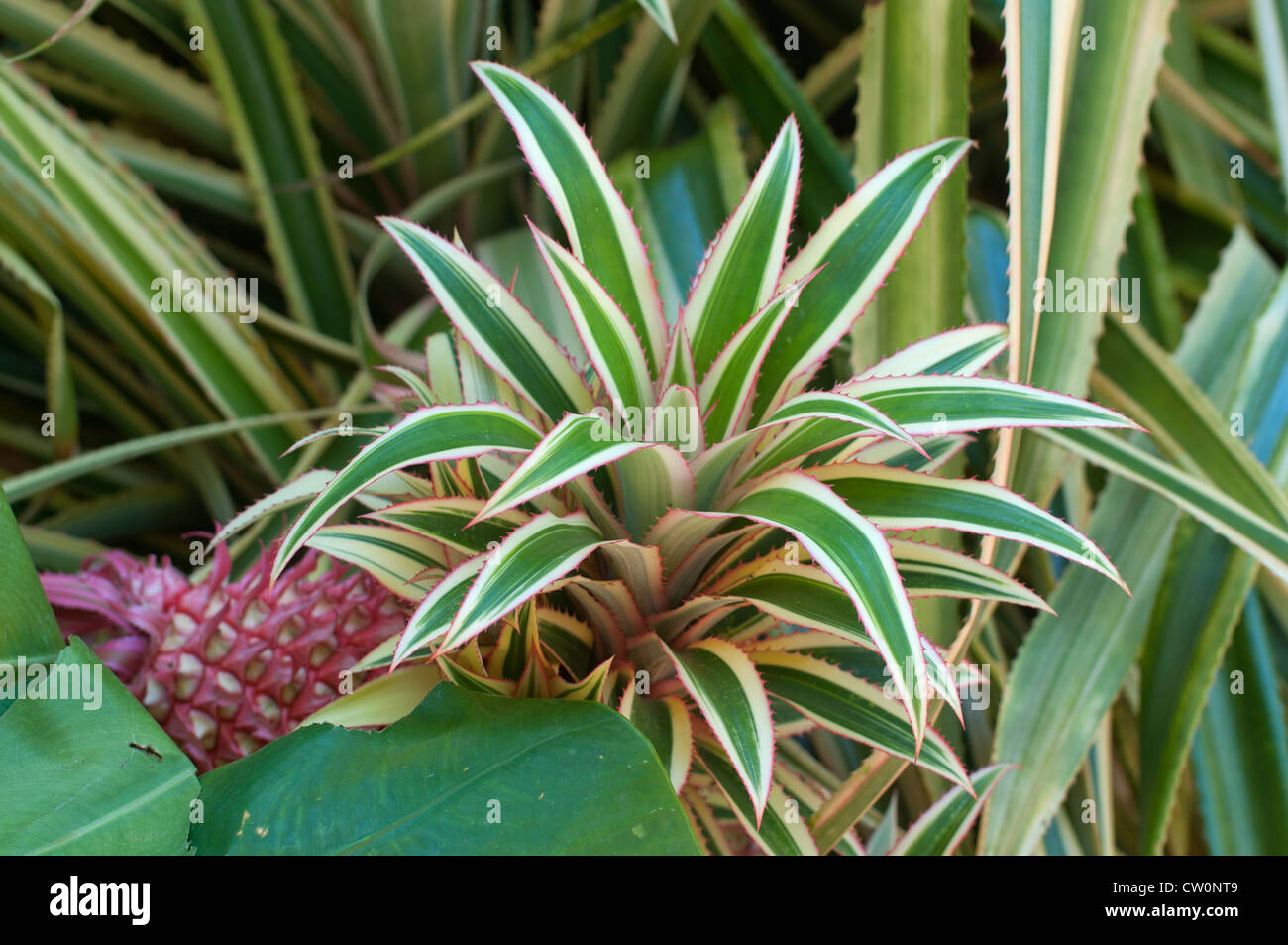 Fairchild Tropical Botanical Gardens at Coral Gables, a suburb of Miami,  Florida . Tricolor Red Pineapple. Stock Photo