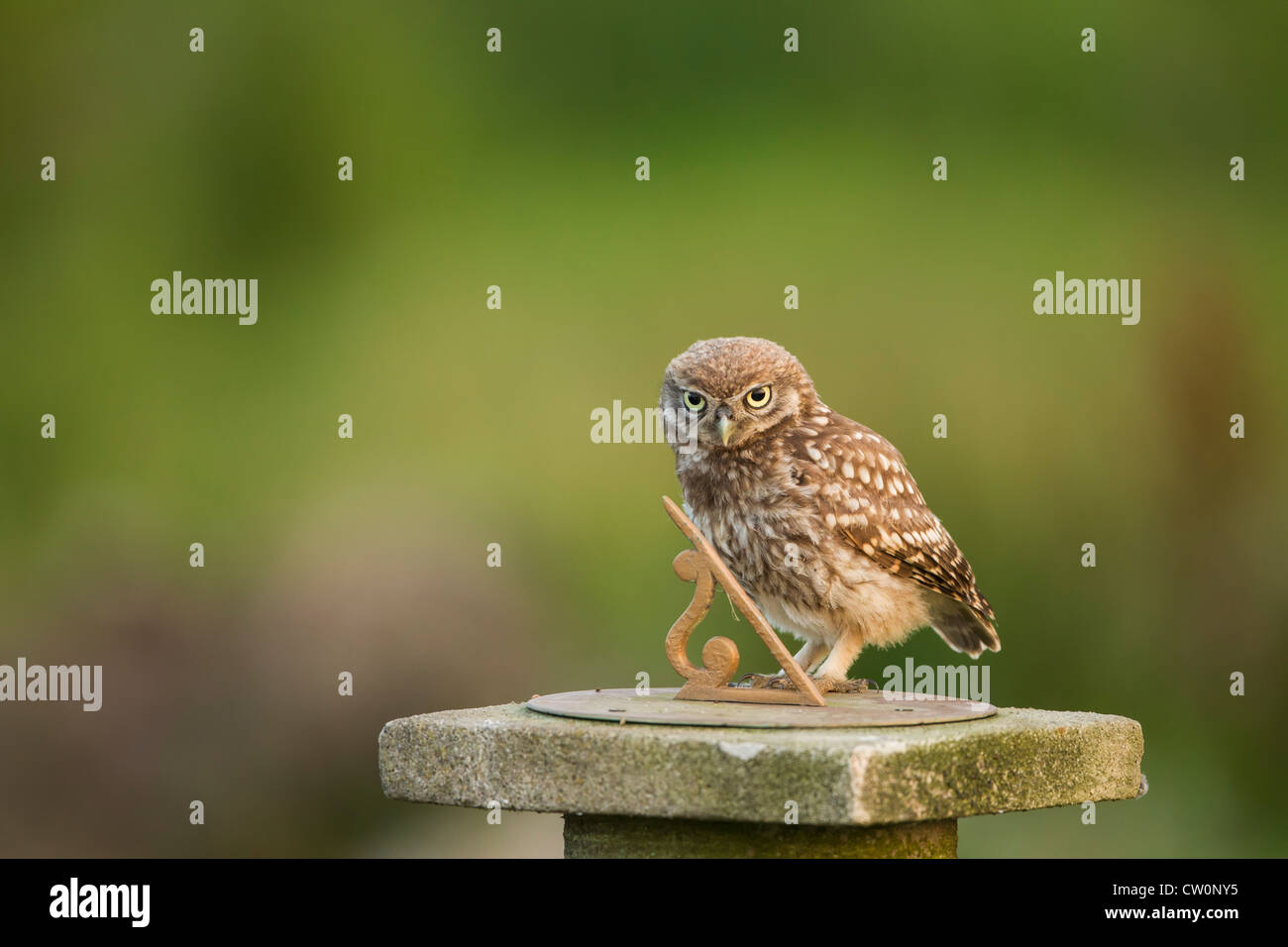 Little Owl UK (Athene Noctua) sundial Stock Photo Alamy