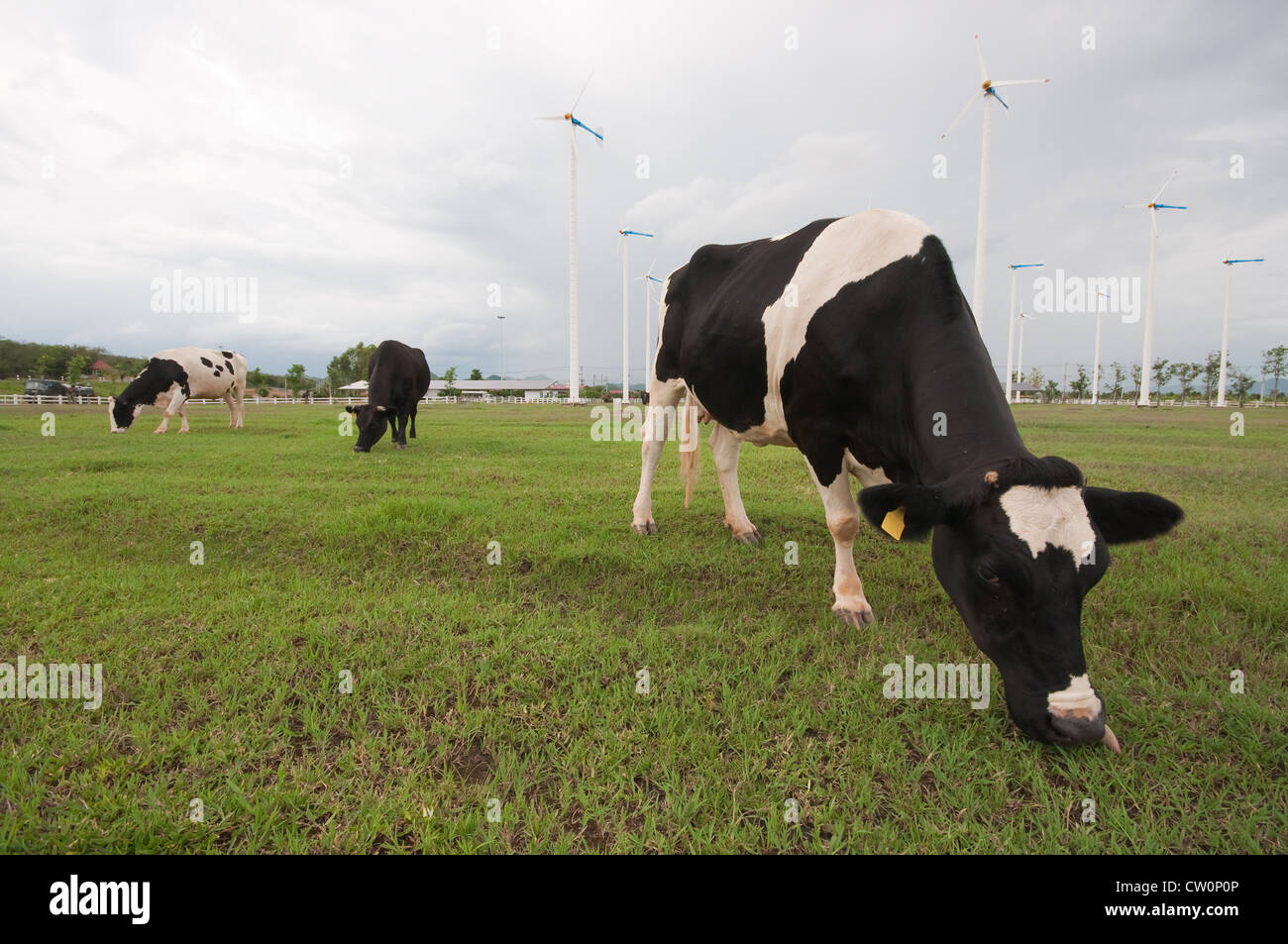 Cows on green meadow Stock Photo - Alamy
