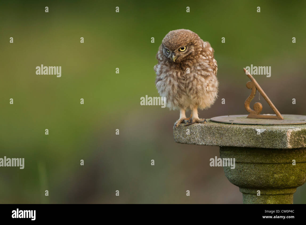 Little Owl UK (Athene Noctua Stock Photo Alamy