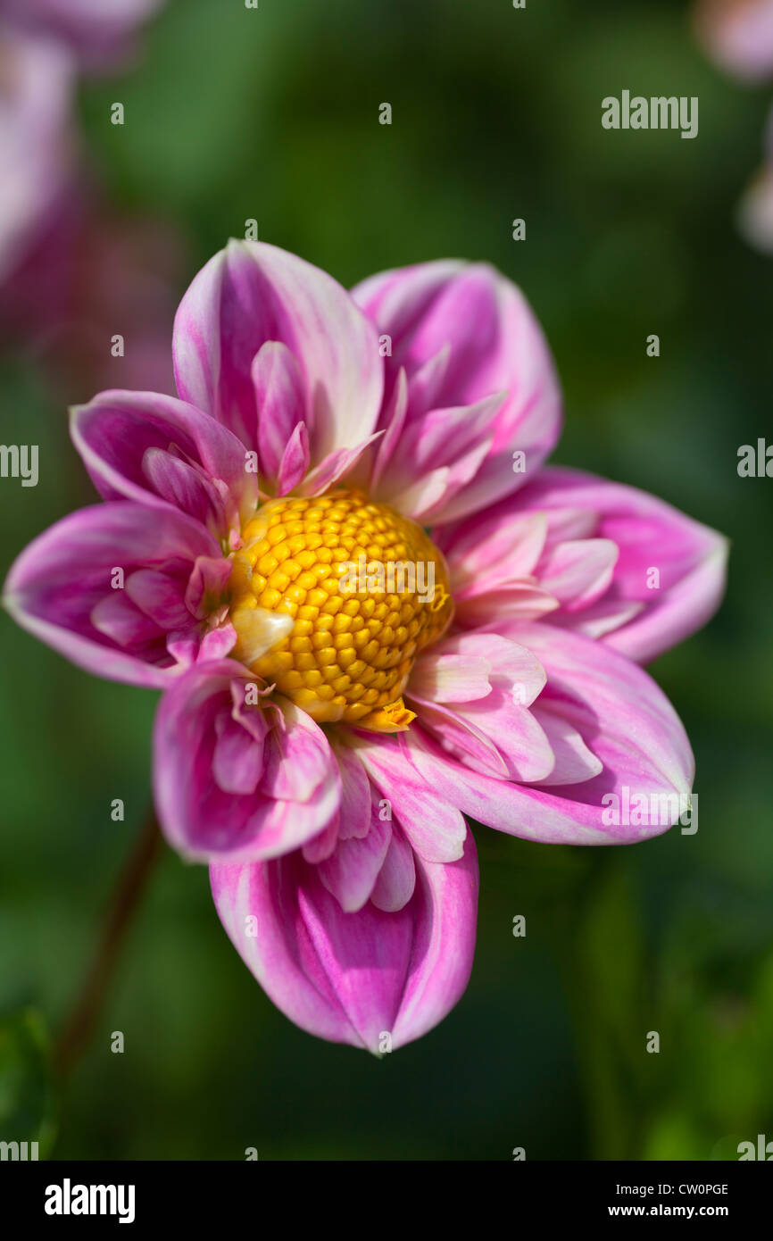 Pink dahlia hi-res stock photography and images - Alamy