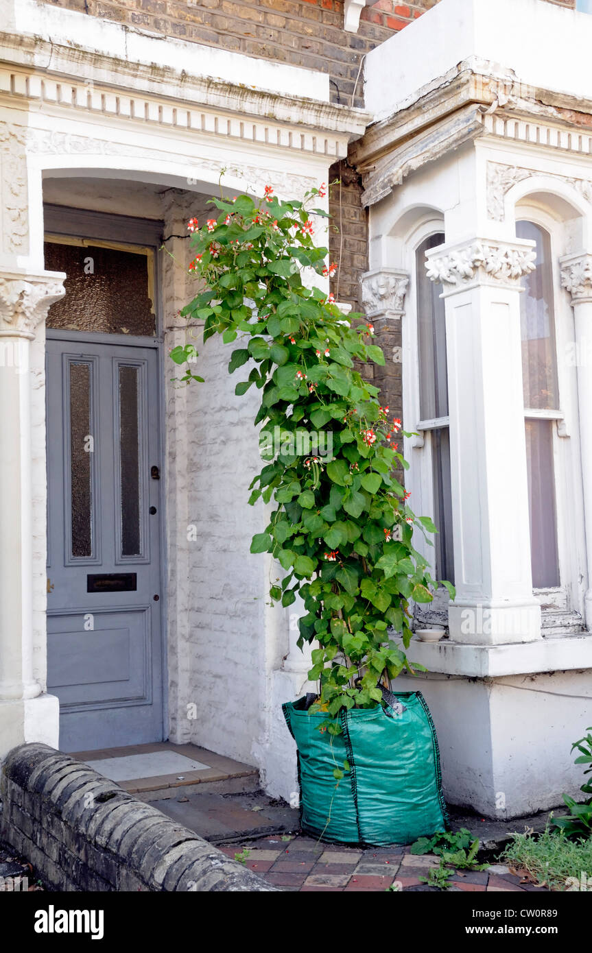 Runner Beans growing in a green bag in the front garden of an urban terraced house Finsbury Park, Islington London England UK Stock Photo