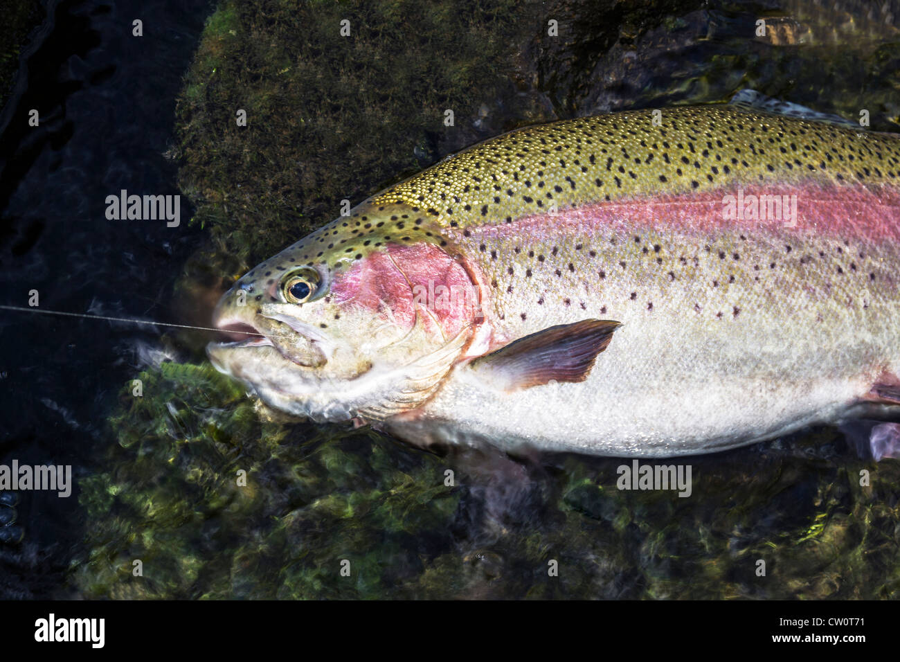 Large Rainbow Trout Being Landed In Shallow Water Stock Photo Alamy Large rainbow trout being landed in shallow water stock photo alamy