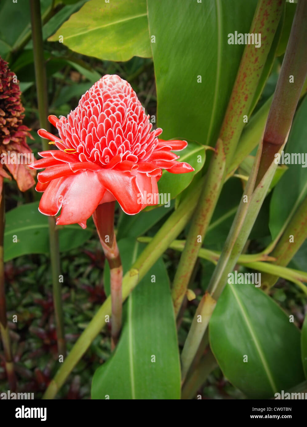 A brilliant pink and white Torch Ginger (Etlingera elatior) blossoms among the tropical foliage. Stock Photo