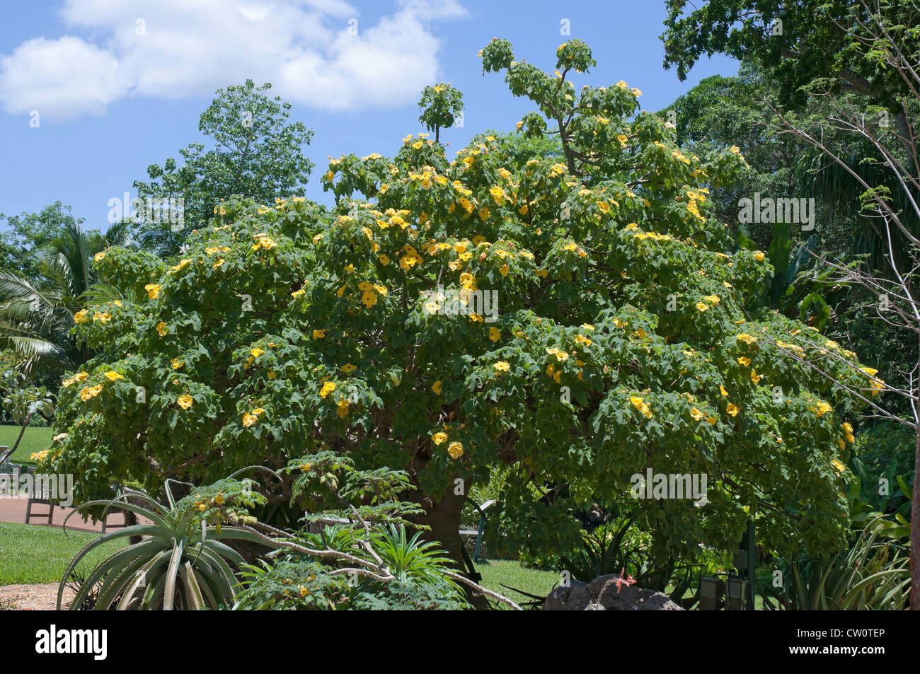 Fairchild Tropical Botanical Gardens at Coral Gables, a suburb of Miami,  Florida. The Lin Lougheed Spiny Forest of Madagascar. Stock Photo