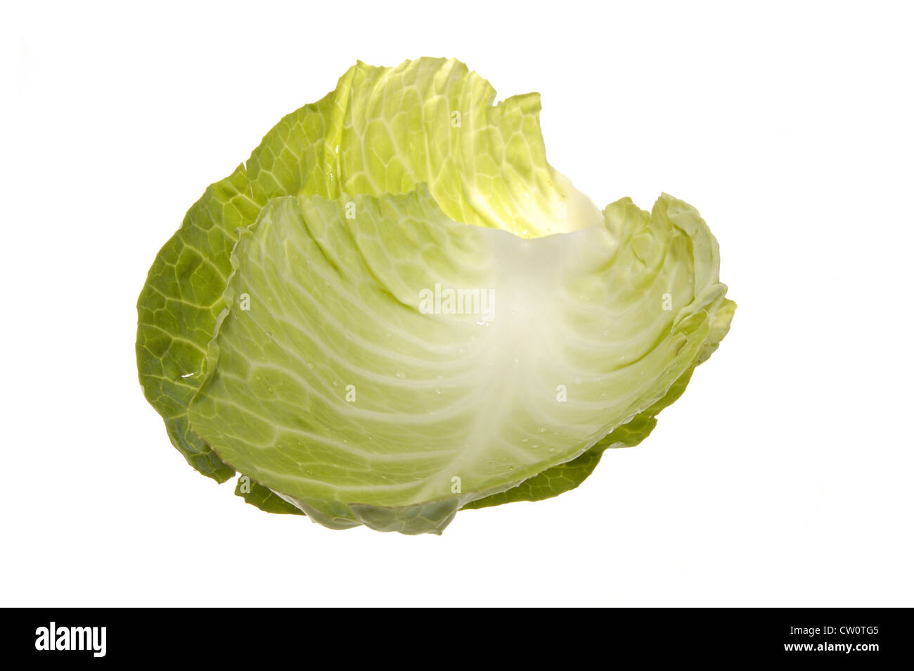 Green Cabbage Leaves Isolated On A White Background Stock Photo Alamy Green Cabbage Leaves Isolated On A White Background Stock Photo Alamy