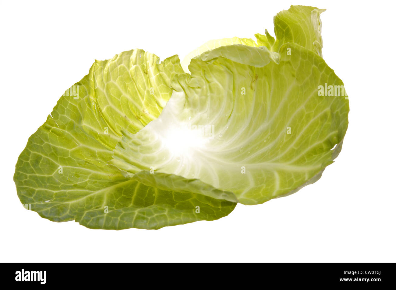 Green Cabbage Leaves Isolated On A White Background Stock Photo Alamy Green Cabbage Leaves Isolated On A White Background Stock Photo Alamy