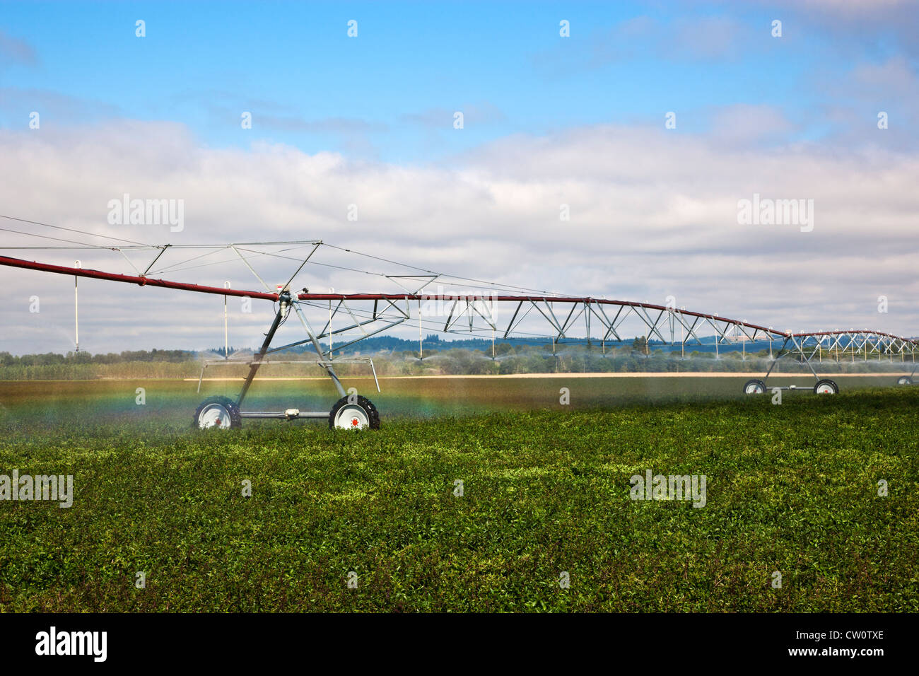 Center pivot irrigating peppermint field, Oregon. Stock Photo
