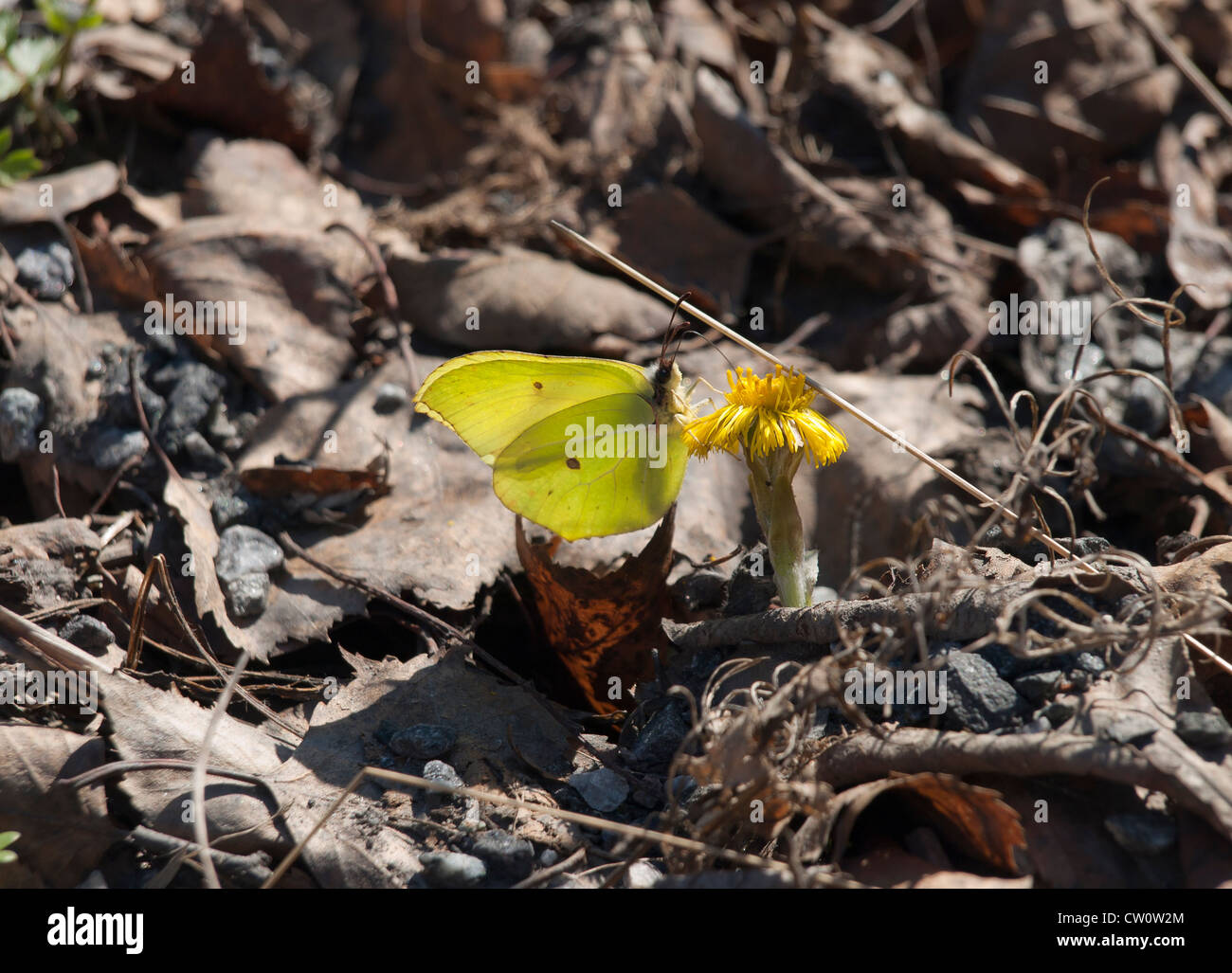 Common Brimstone butterfly on coltsfoot in early springtime Stock Photo