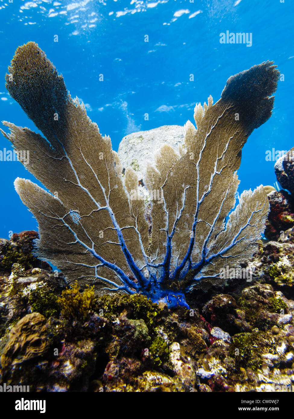 LITTLE CORN ISLAND, NICARAGUA: Brown and purple sea fan gorgonia plexauridae menella on coral reef in Caribbean sea Stock Photo