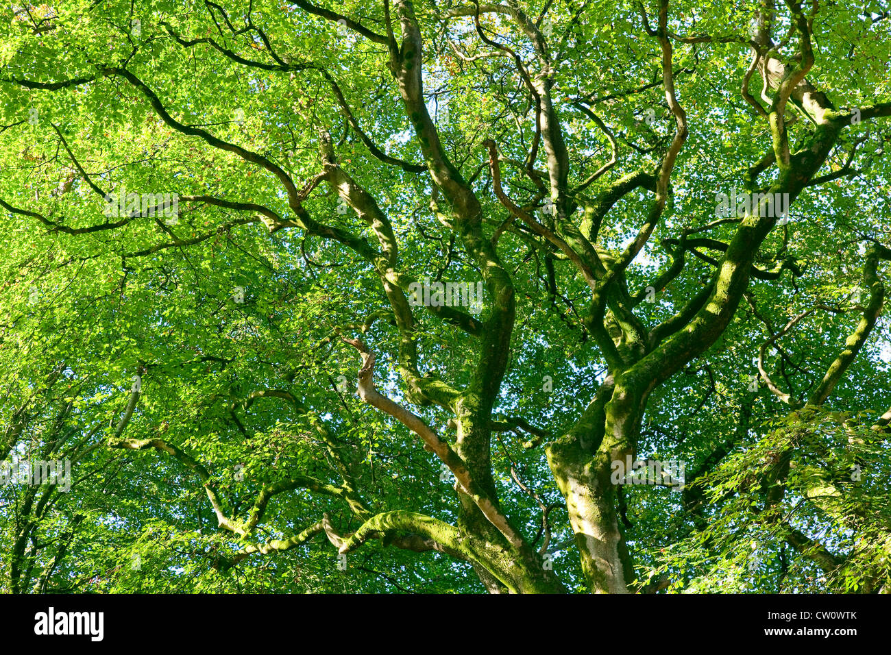 The canopy of a beech tree with green leaves seen from below Stock Photo