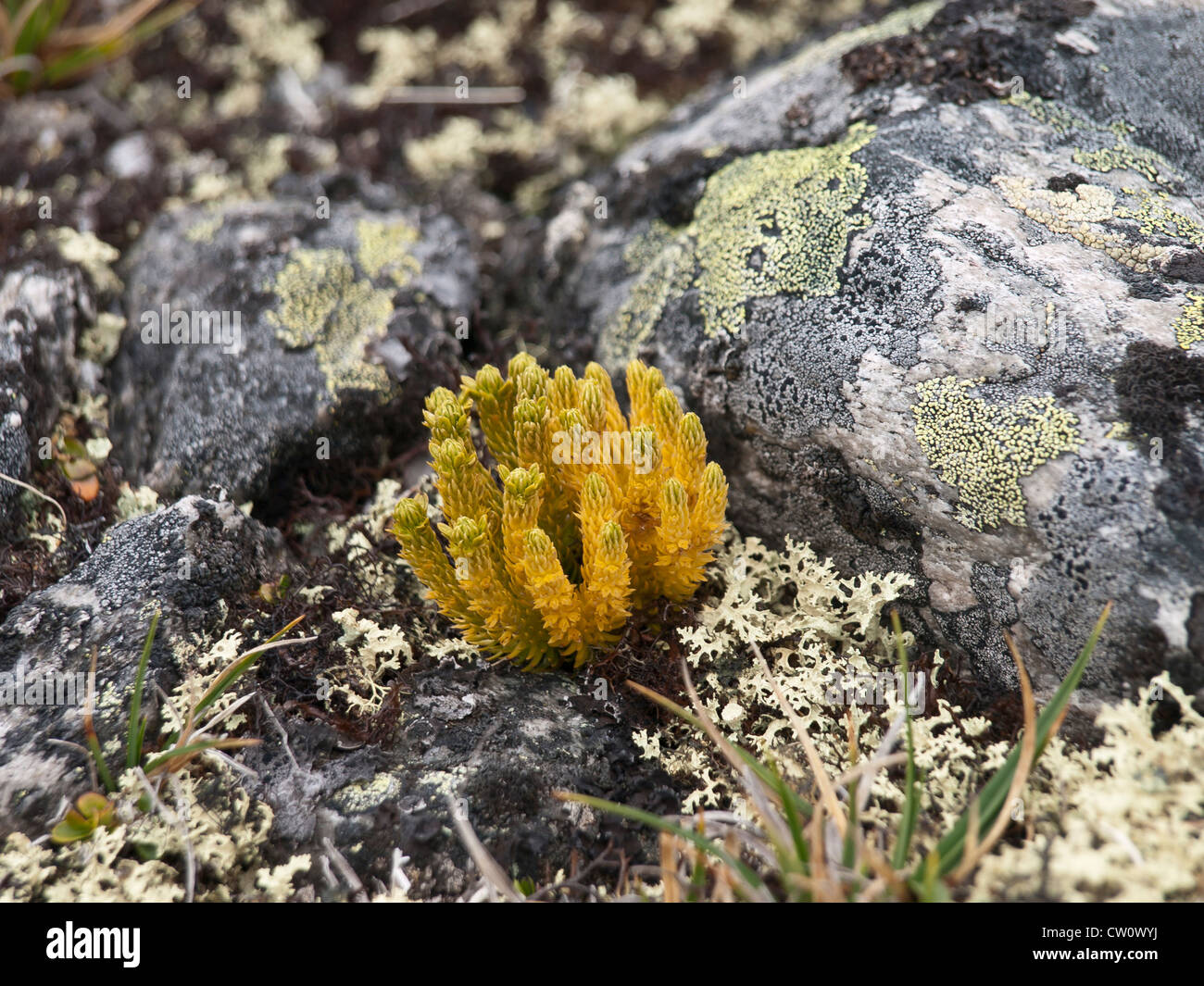 Northern firmoss Huperzia selago surviving at 1500 meter altitude in the Dovrefjell national park Norway Stock Photo