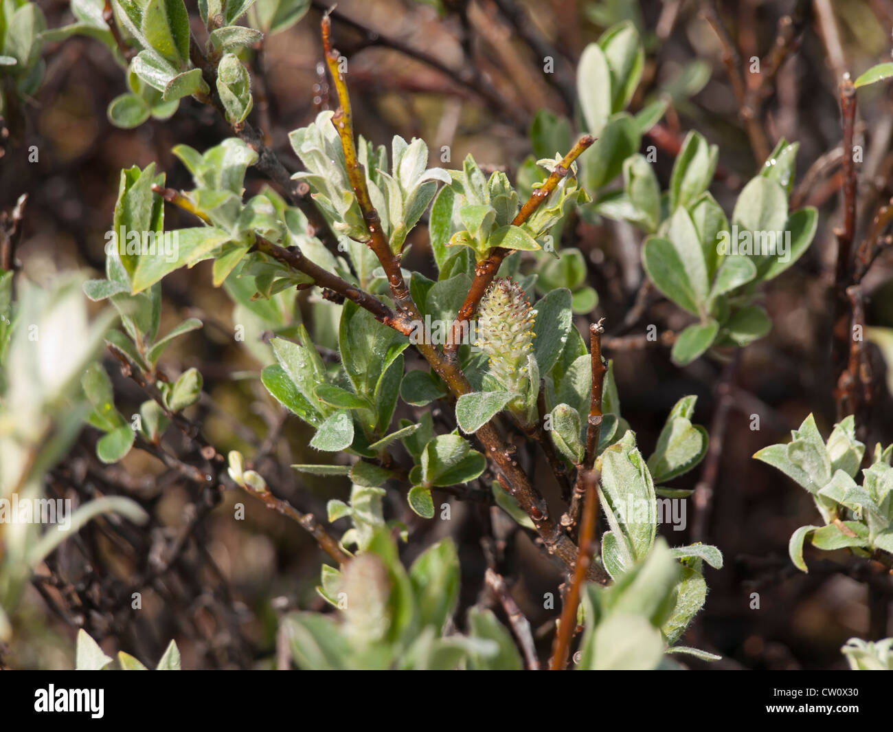 Detail of a salix species from Dovre national park, Norway Stock Photo