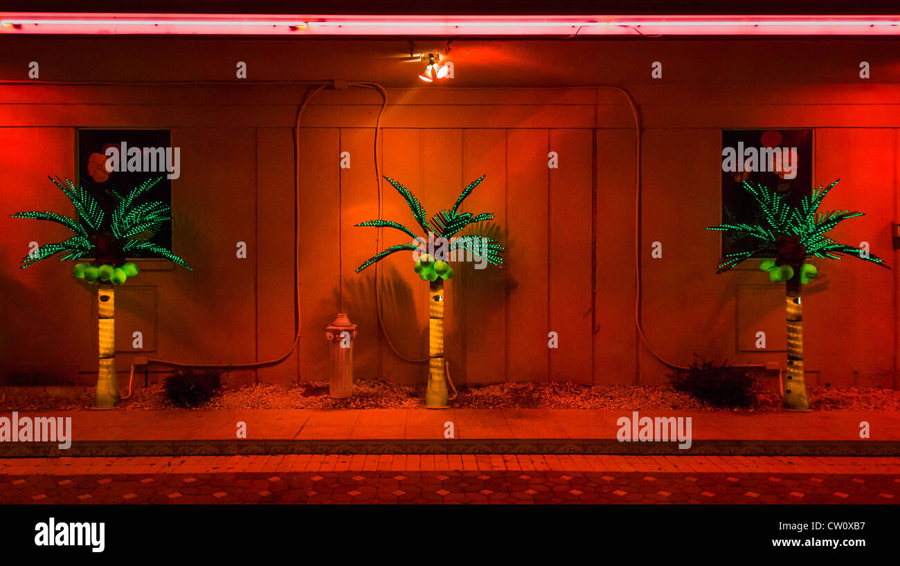 Lighted Palm Tree Stock Photos Lighted Palm Tree Stock Images