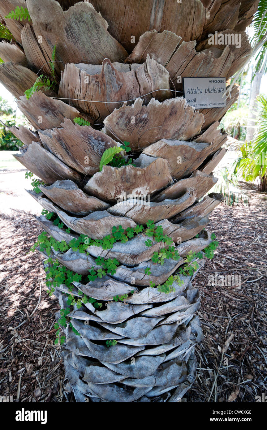Fairchild Tropical Botanical Gardens at Coral Gables, a suburb of Miami,  Florida. Stock Photo