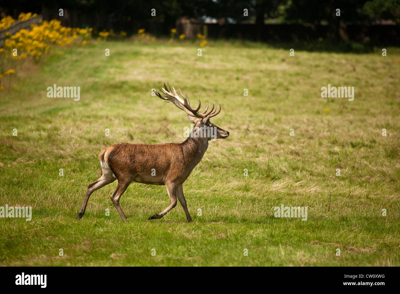 Red Deer running Stock Photo Alamy