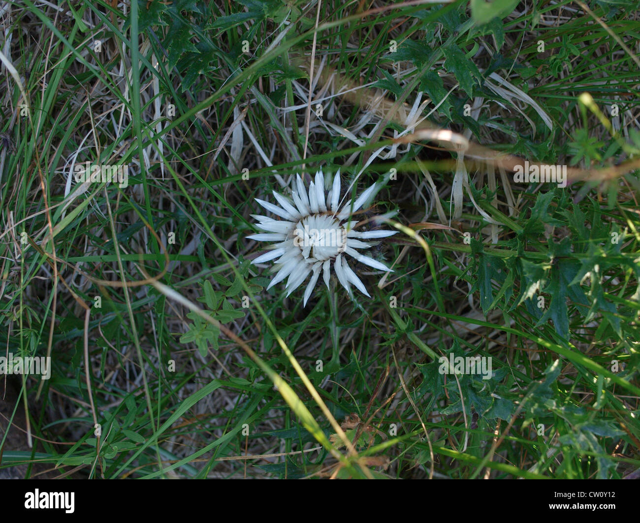 Blooming thistle (Carlina acaulis) in Risnjak mountain Stock Photo
