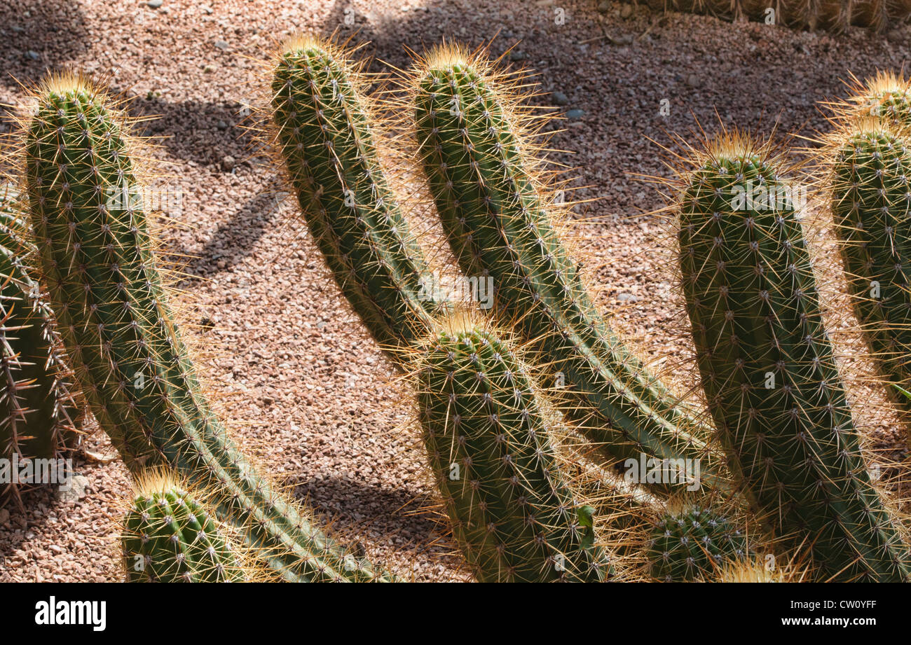 Desert's Blooming Jewel, Red Torch (Echinopsis huascha) at the Marjorelle Gardens in Marrakech, Morocco Stock Photo