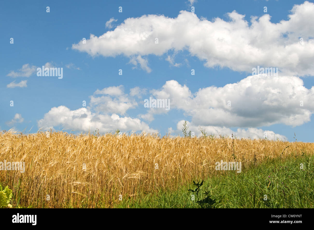 barley field close up Stock Photo