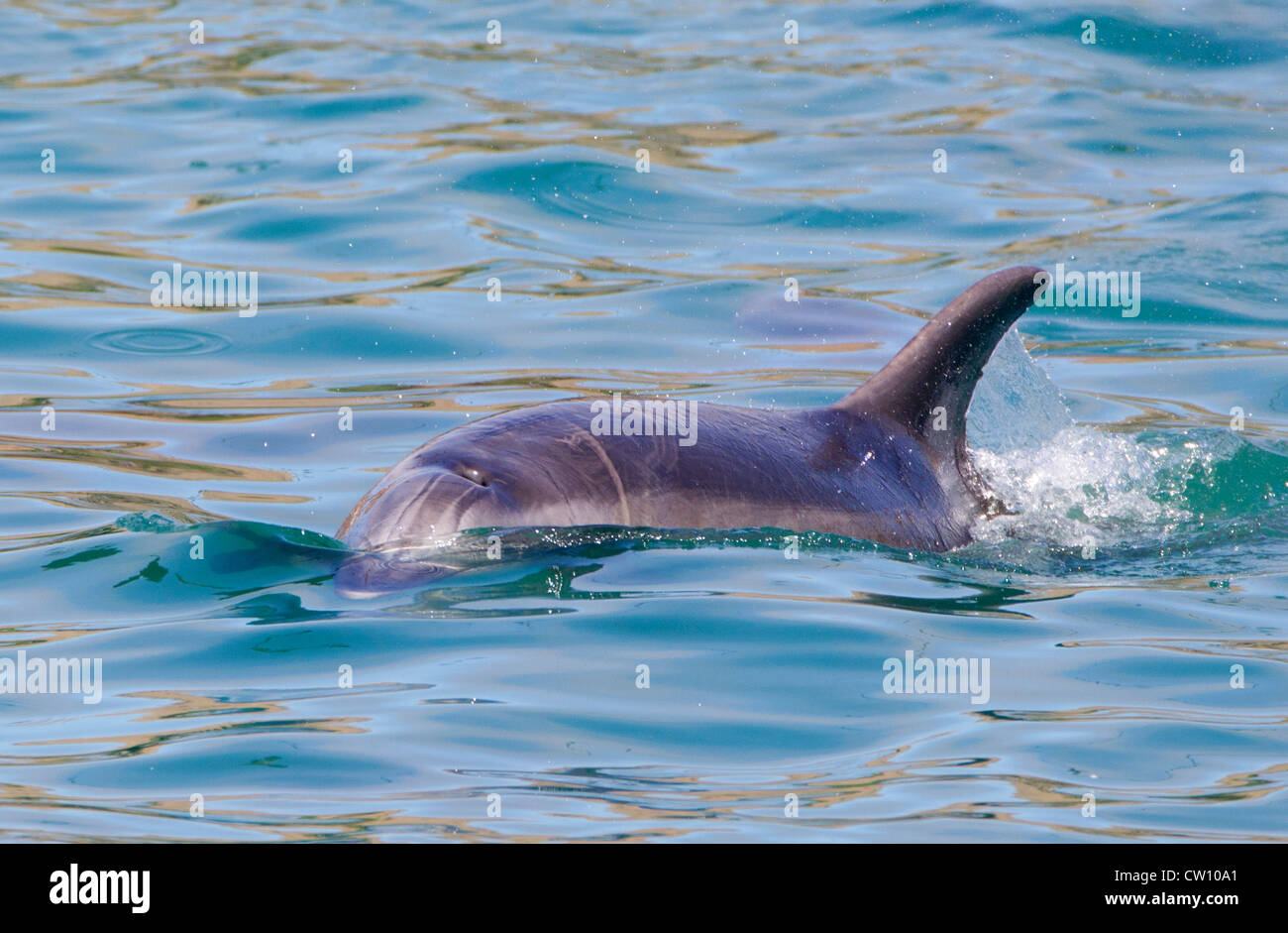 Bottlenose Dolphin Stock Photo