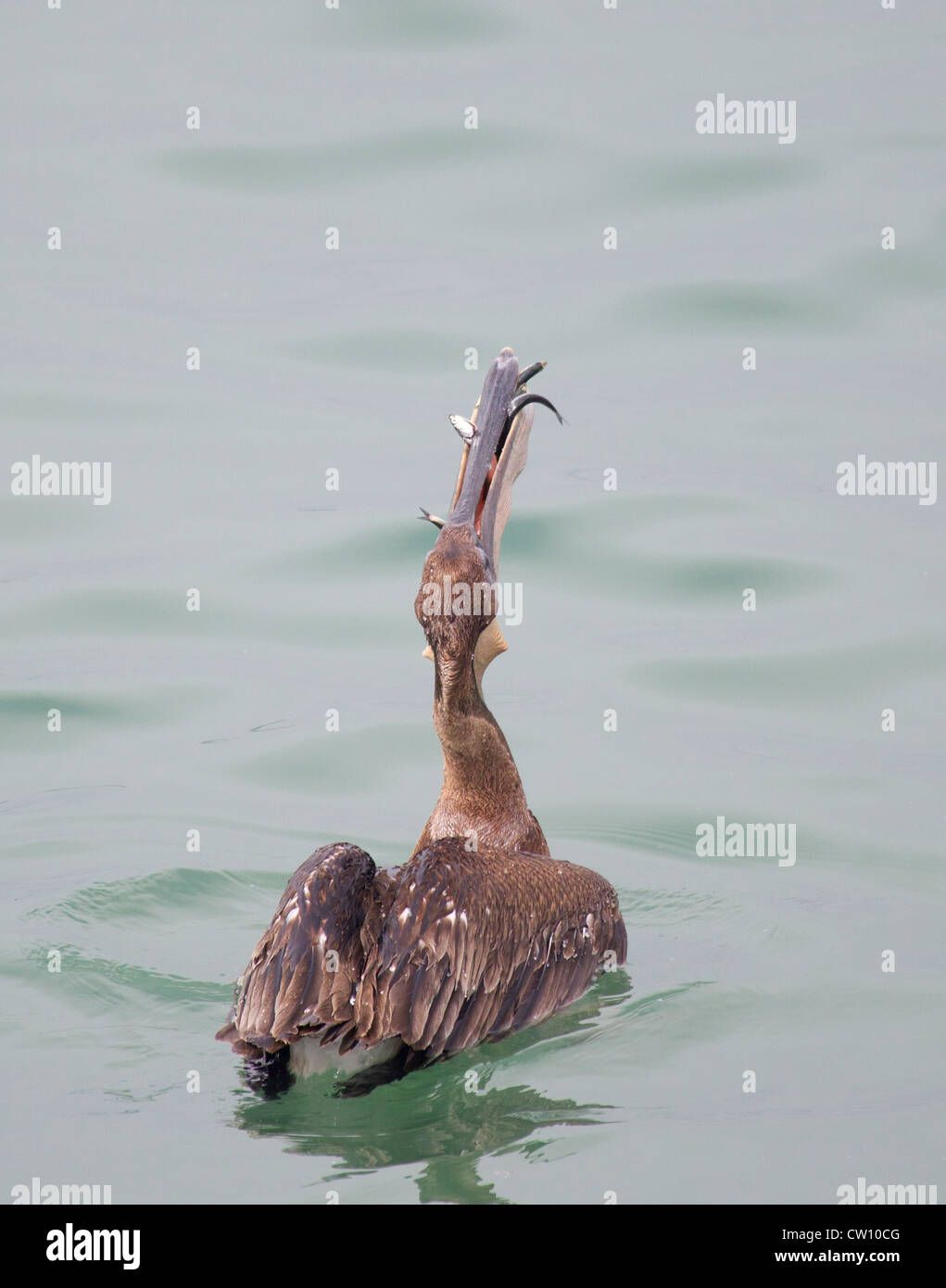 Brown Pelican with Gular Pouch full of Fish Stock Photo - Alamy