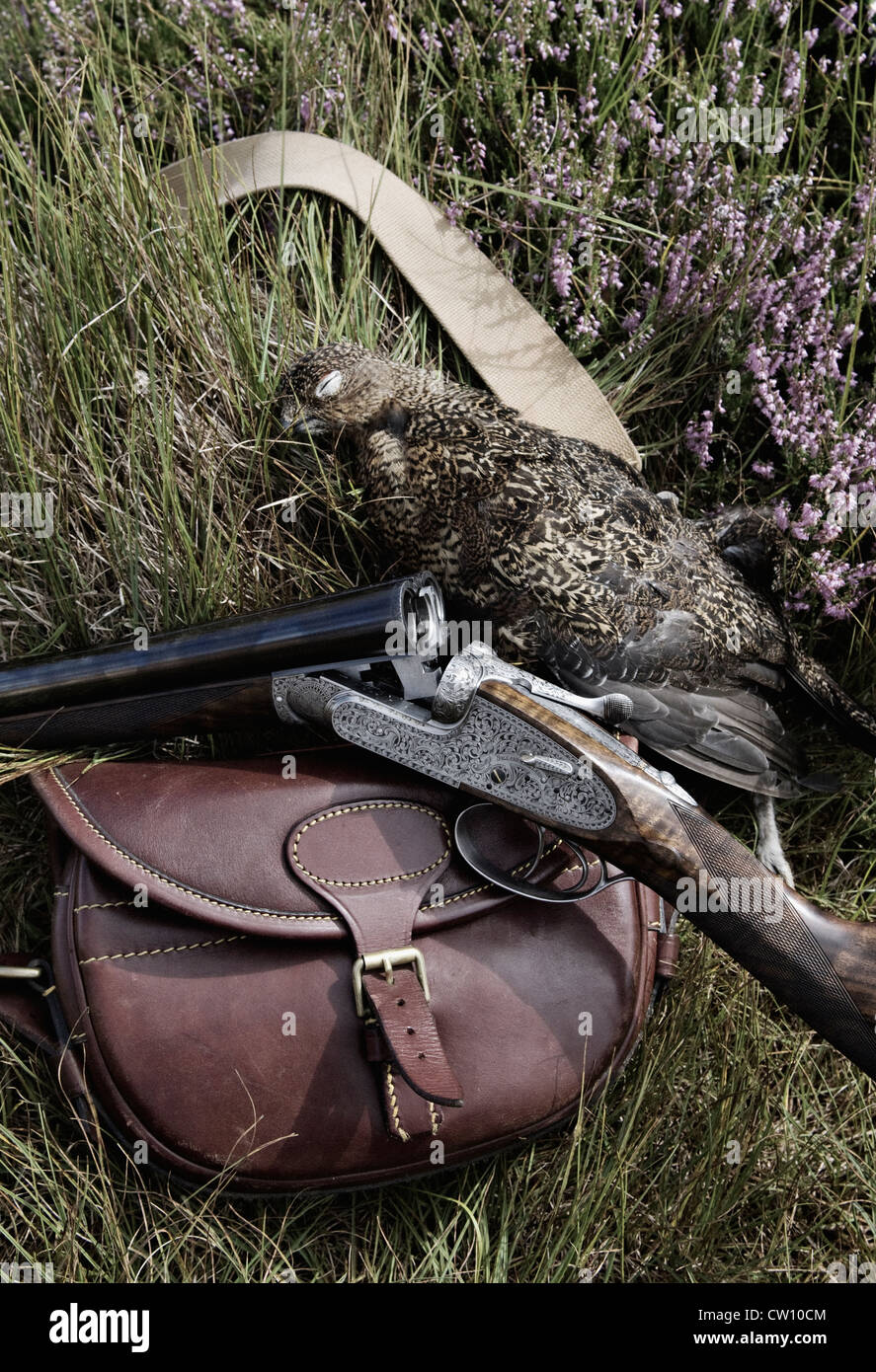 Holland and Holland Best Shotgun, Harvested Red Grouse and Leather Cartridge Bag Sitting in Heather Stock Photo