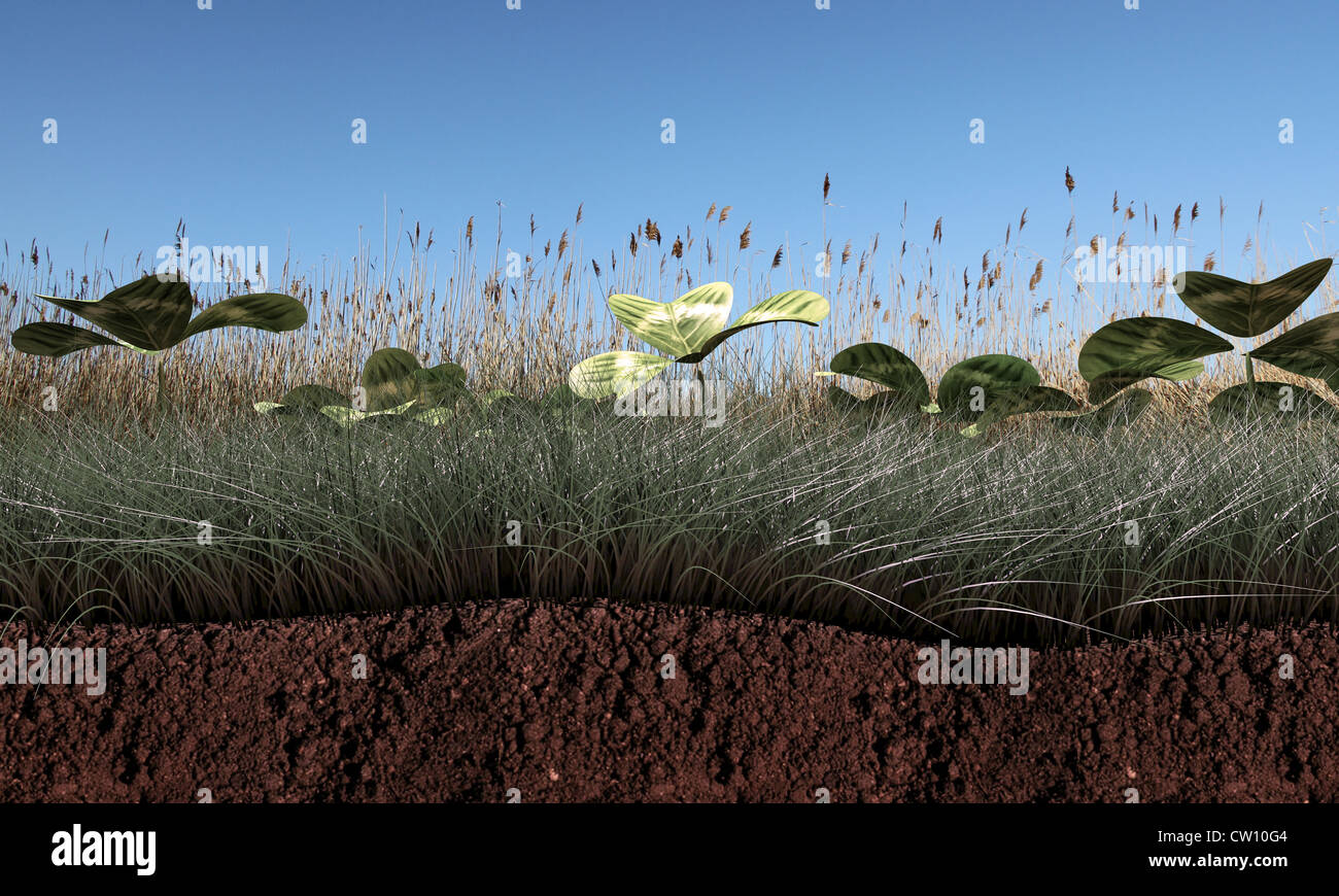 Cross section view plant roots hi-res stock photography and images - Alamy
