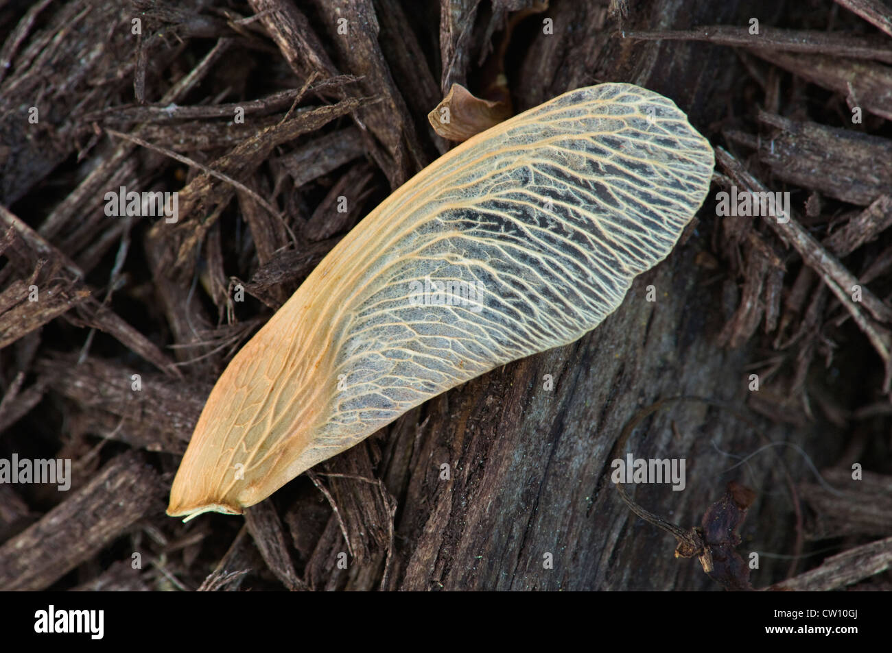 Red Maple Tree Seed Stock Photo