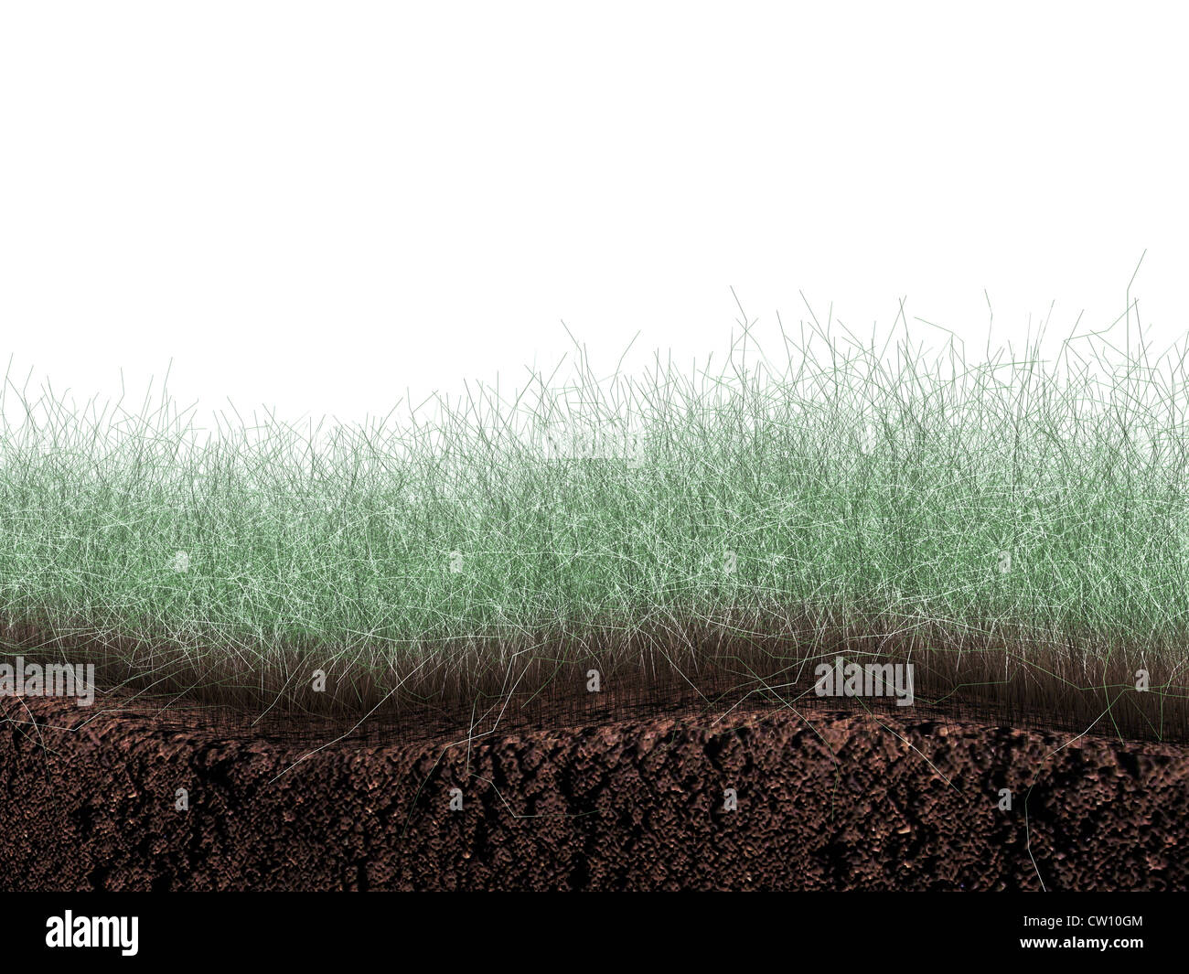 grass and soil section isolated on white background Stock Photo - Alamy