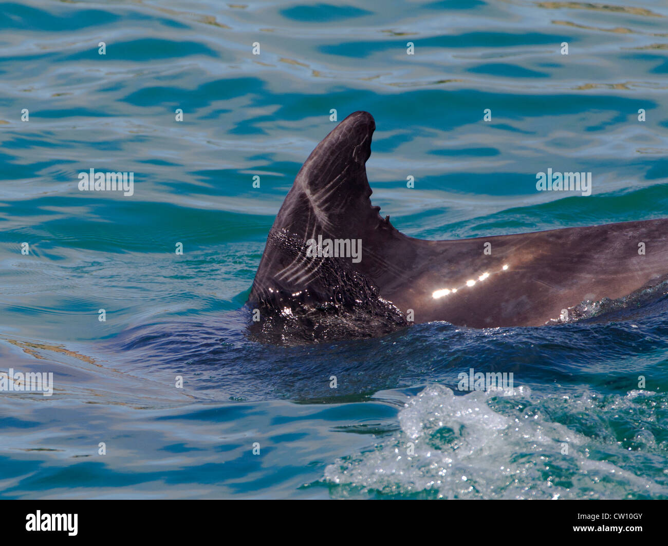 Bottlenose Dolphin with scars on dorsal fin Stock Photo