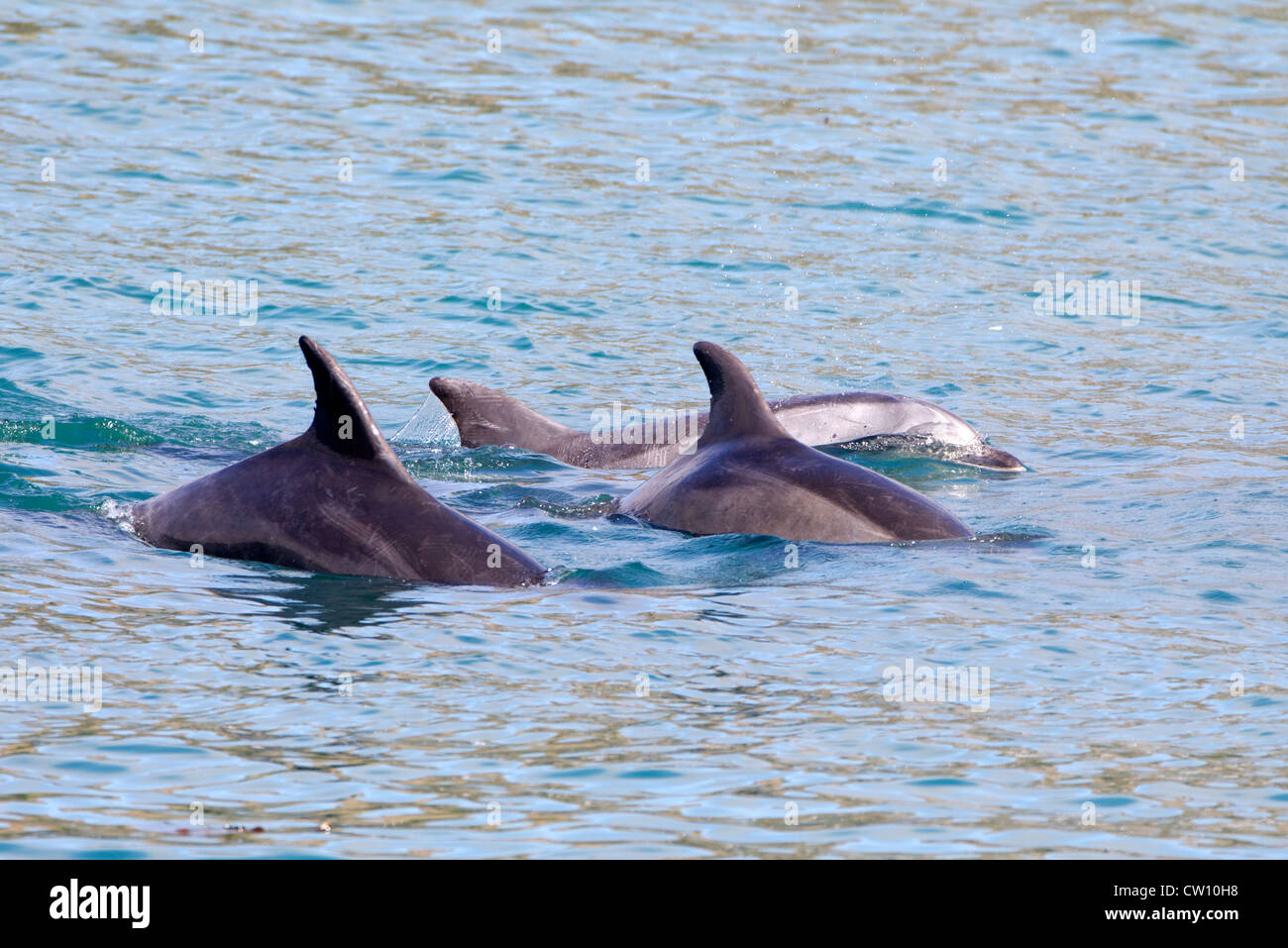 Three Bottlenose Dolphins Stock Photo