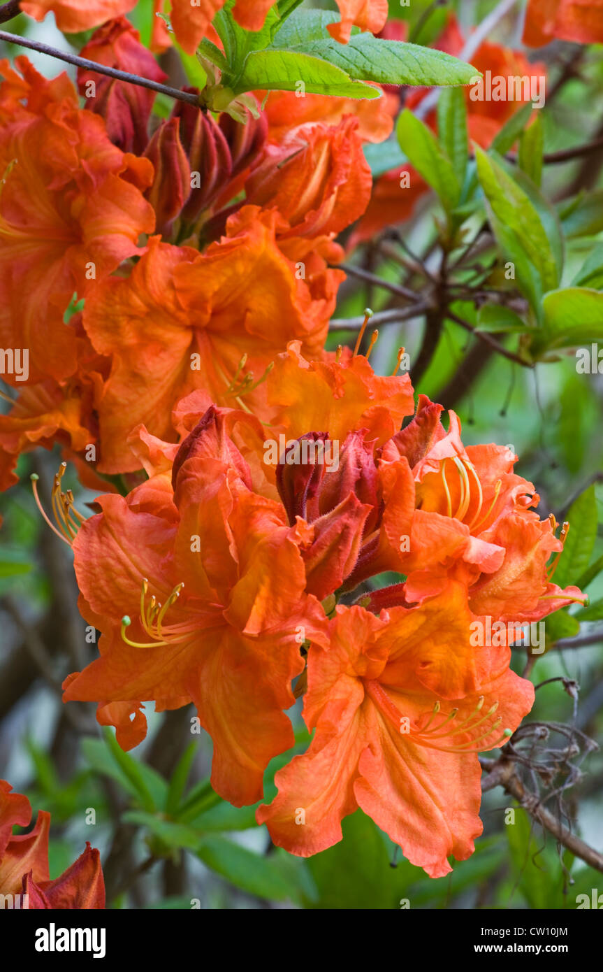 Flame Azalea Blossoms Stock Photo
