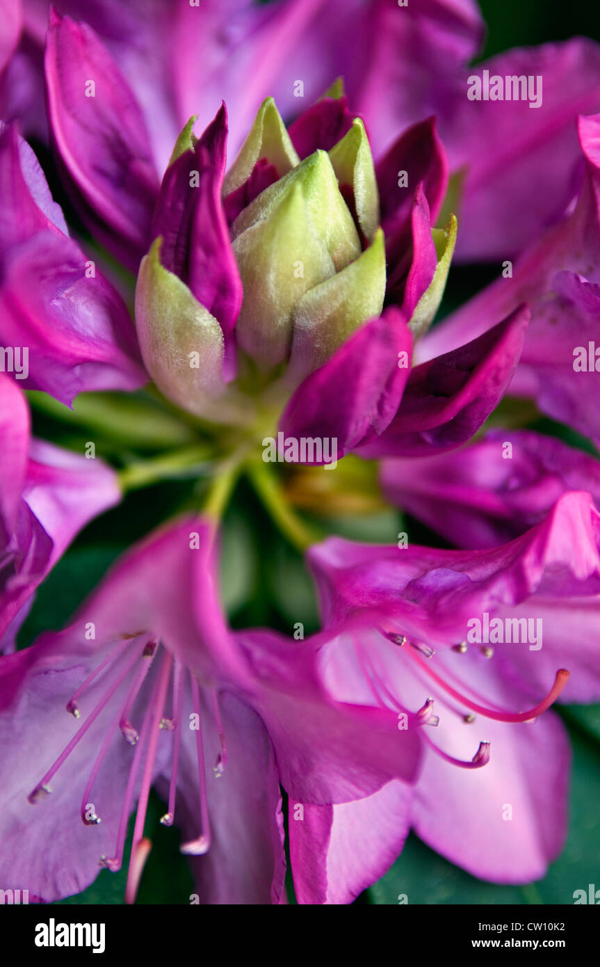Rhododendron Starting to Blossom Stock Photo