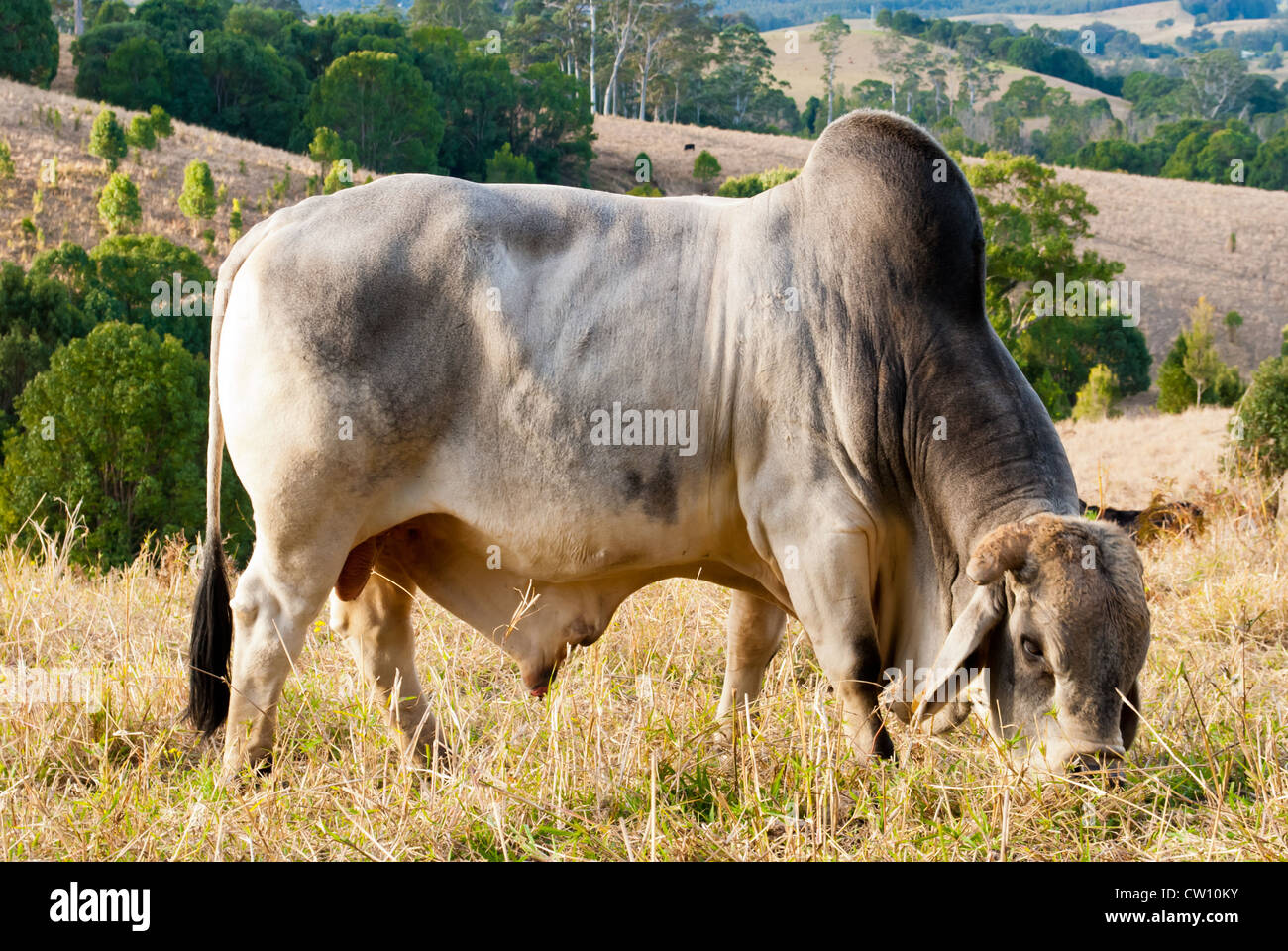 Constance Cattle