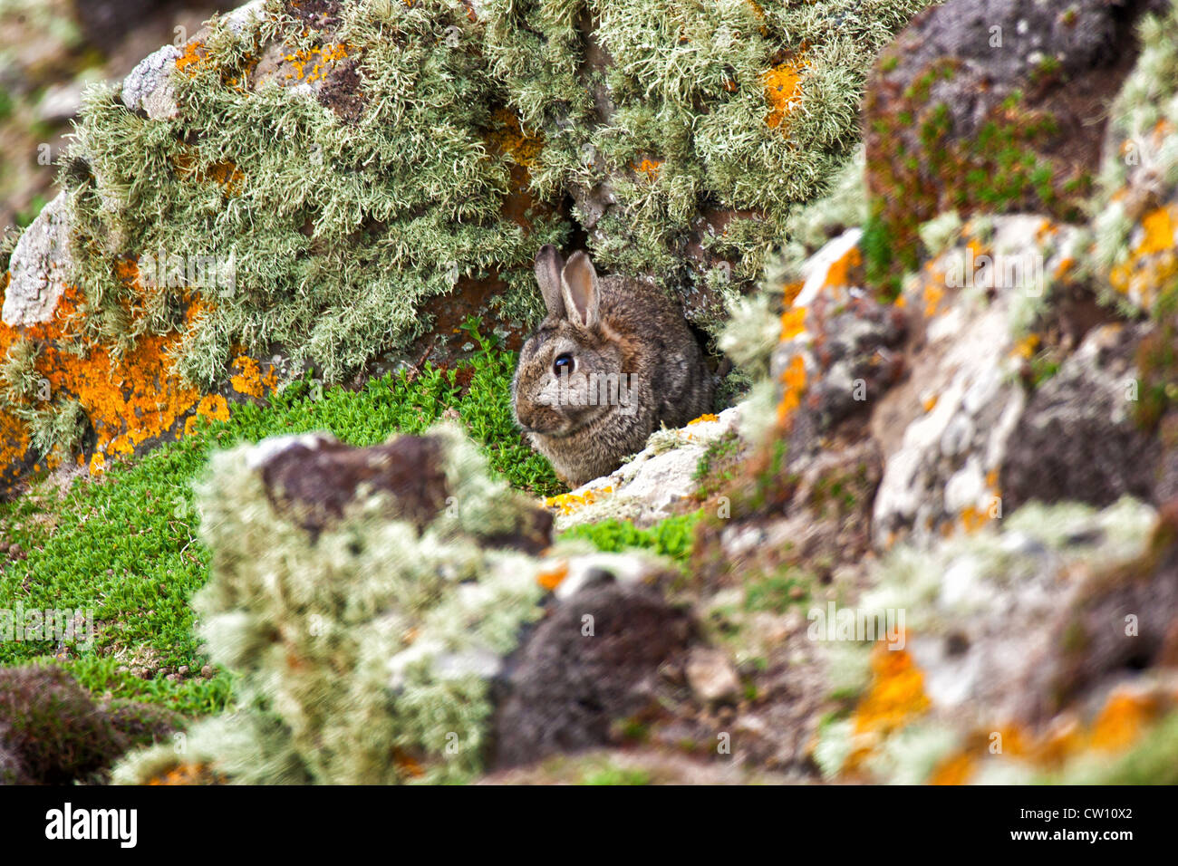 A rabbit guarding his hole. Stock Photo
