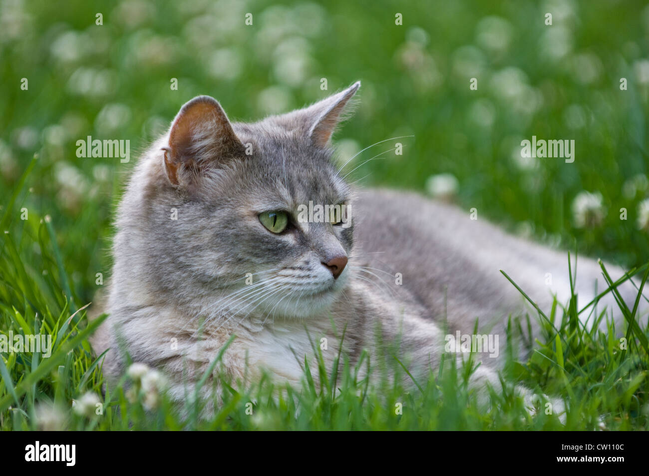 Gray Calico Cat Laying in Grass Stock Photo Alamy