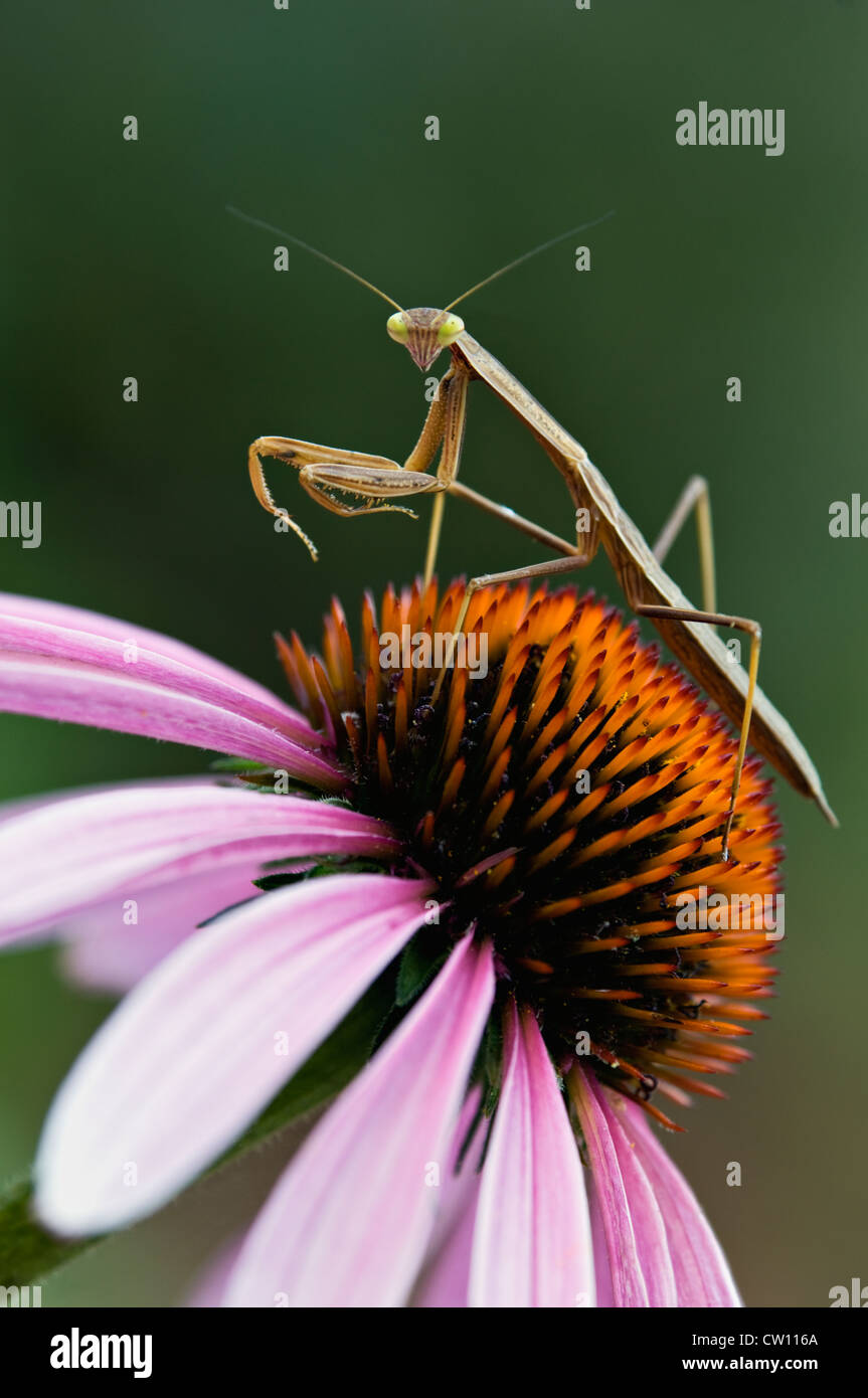 Praying Mantis on Purple Coneflower Stock Photo