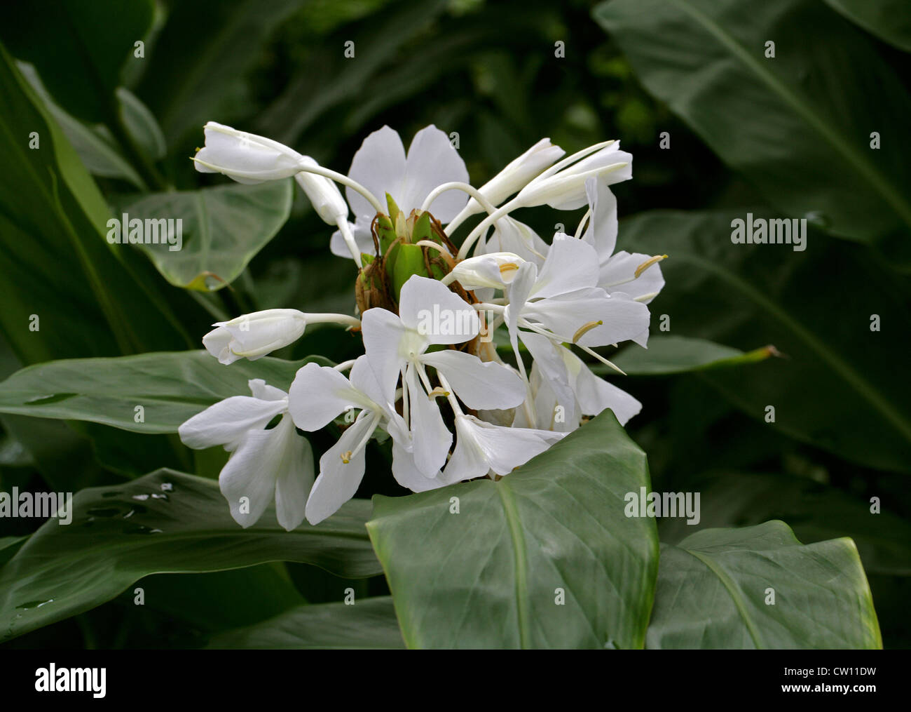 White Ginger Lily or Butterfly Lily, Hedychium coronarium, Zingiberaceae. Himalaya, Asia. Stock Photo
