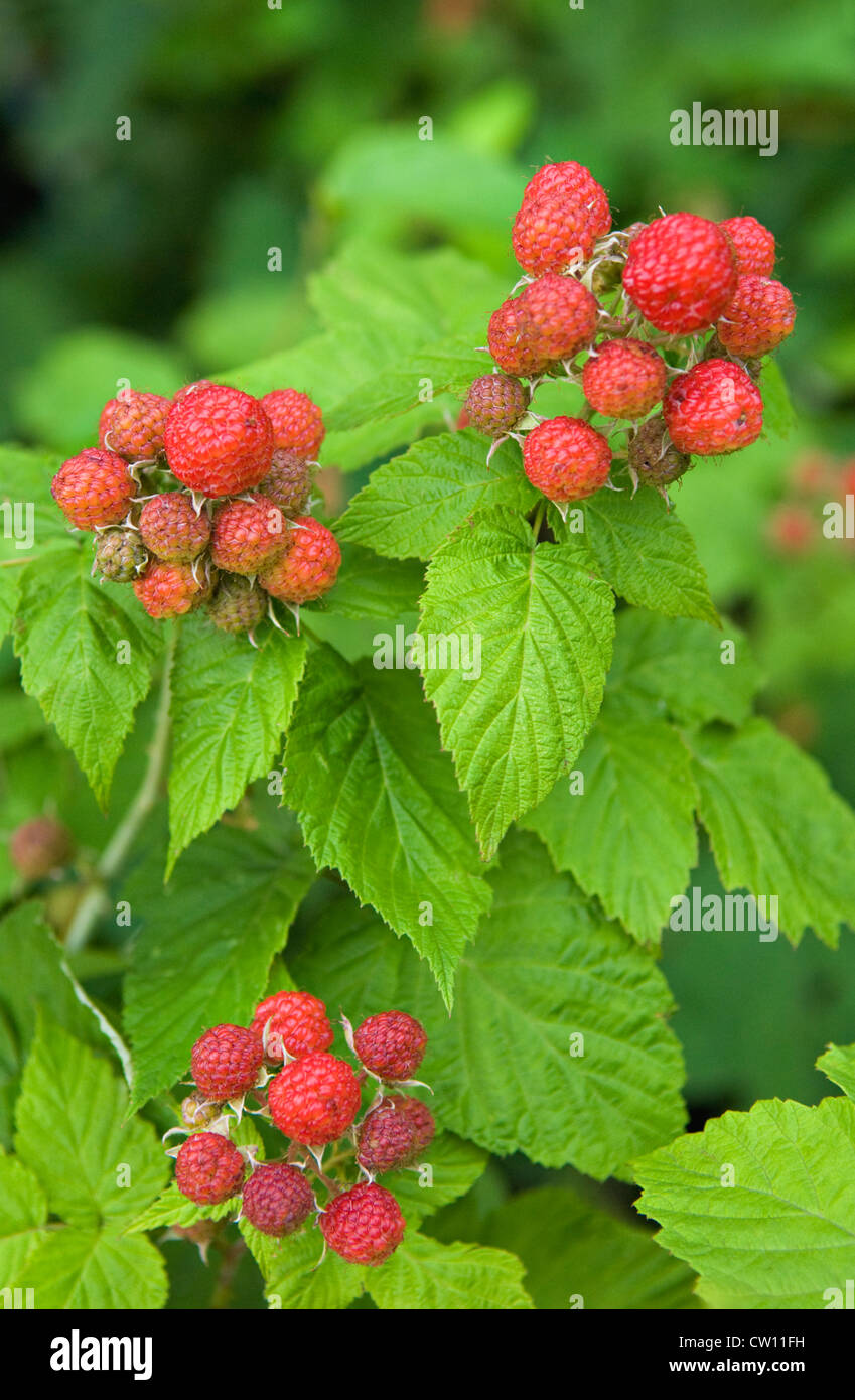 Wild Blackberries Ripening on Bush in Southern Indiana Stock Photo