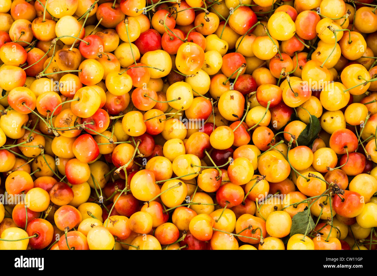 Fresh ripe Rainier cherries on display at the farmers market Stock Photo
