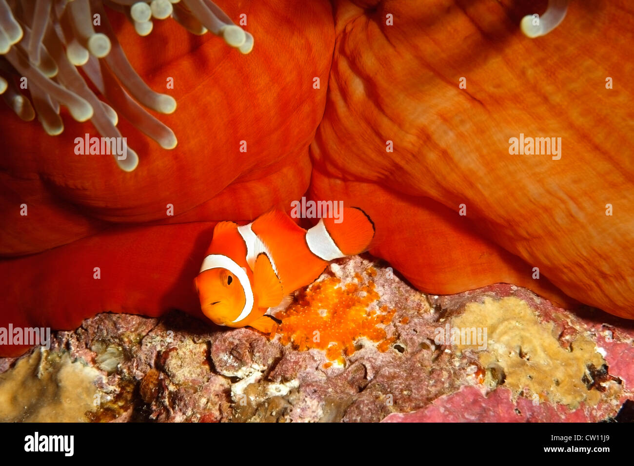 A Clown Anemonefish, Amphiprion percula, tending eggs laid at the base of the host Magnificent Anemone, Heteractis magnifica. Stock Photo